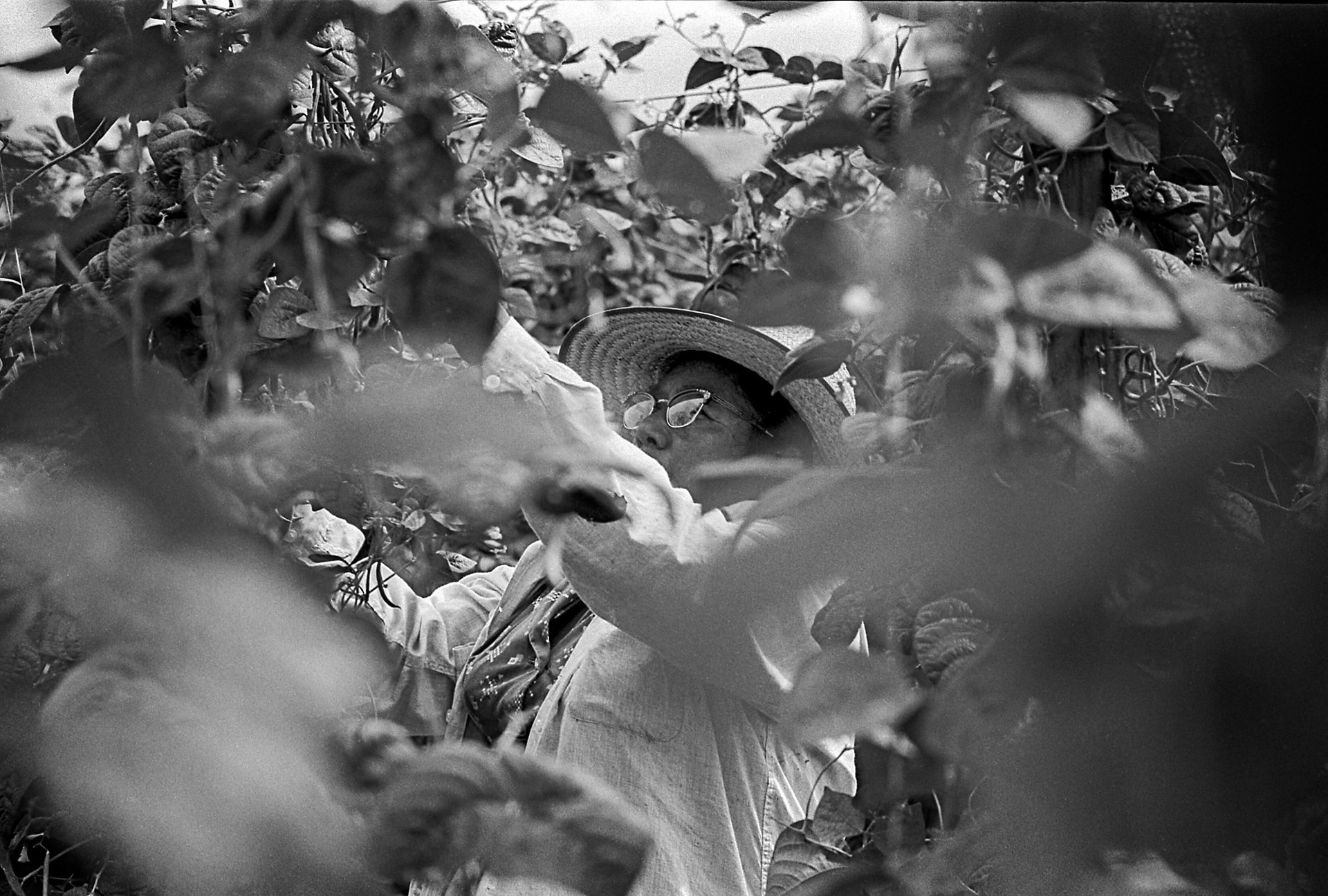 A woman in a straw hat is picking berries from a bush.