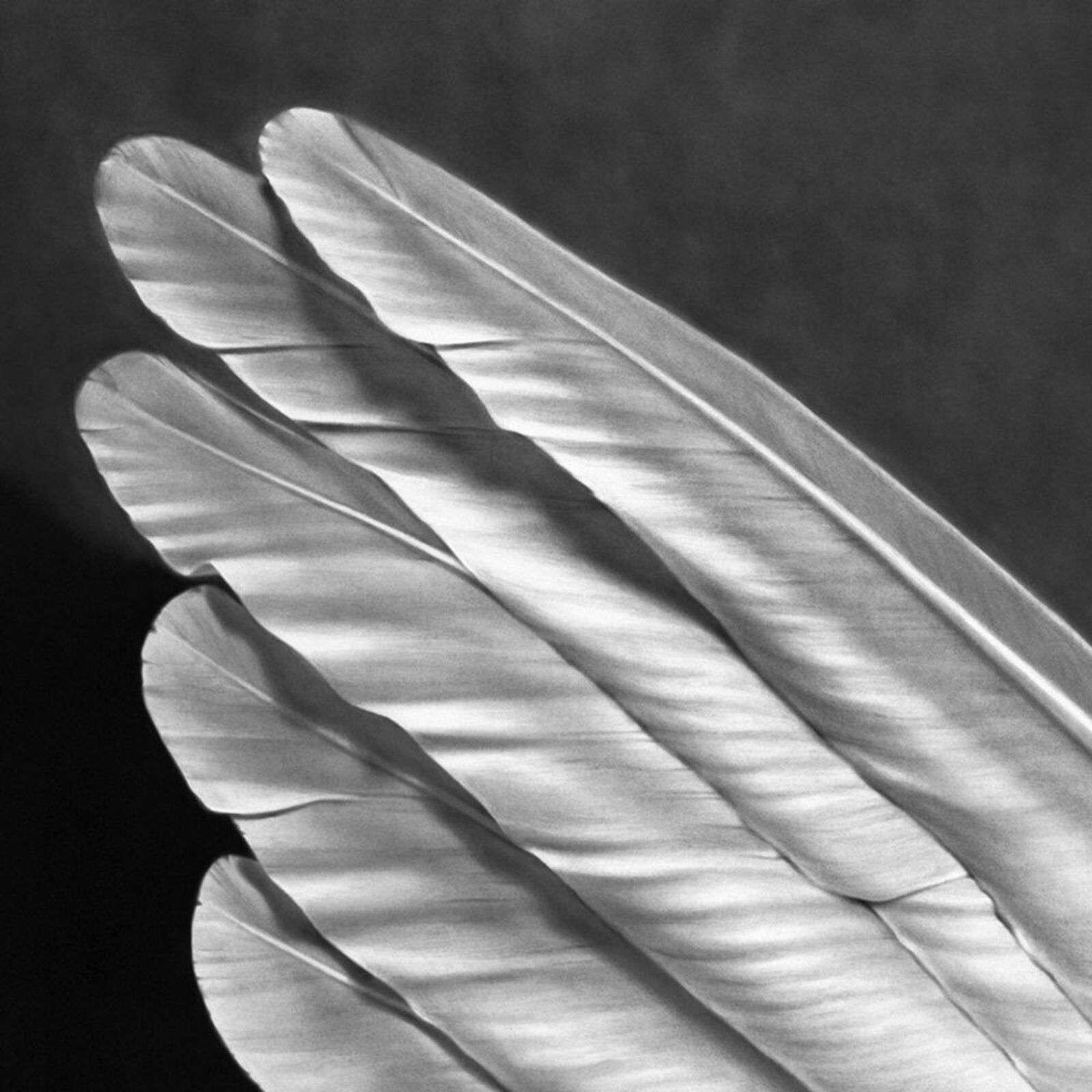 Artwork by Robert Longo, Angel´s Wing (Small Version), Made of Pigment Print 