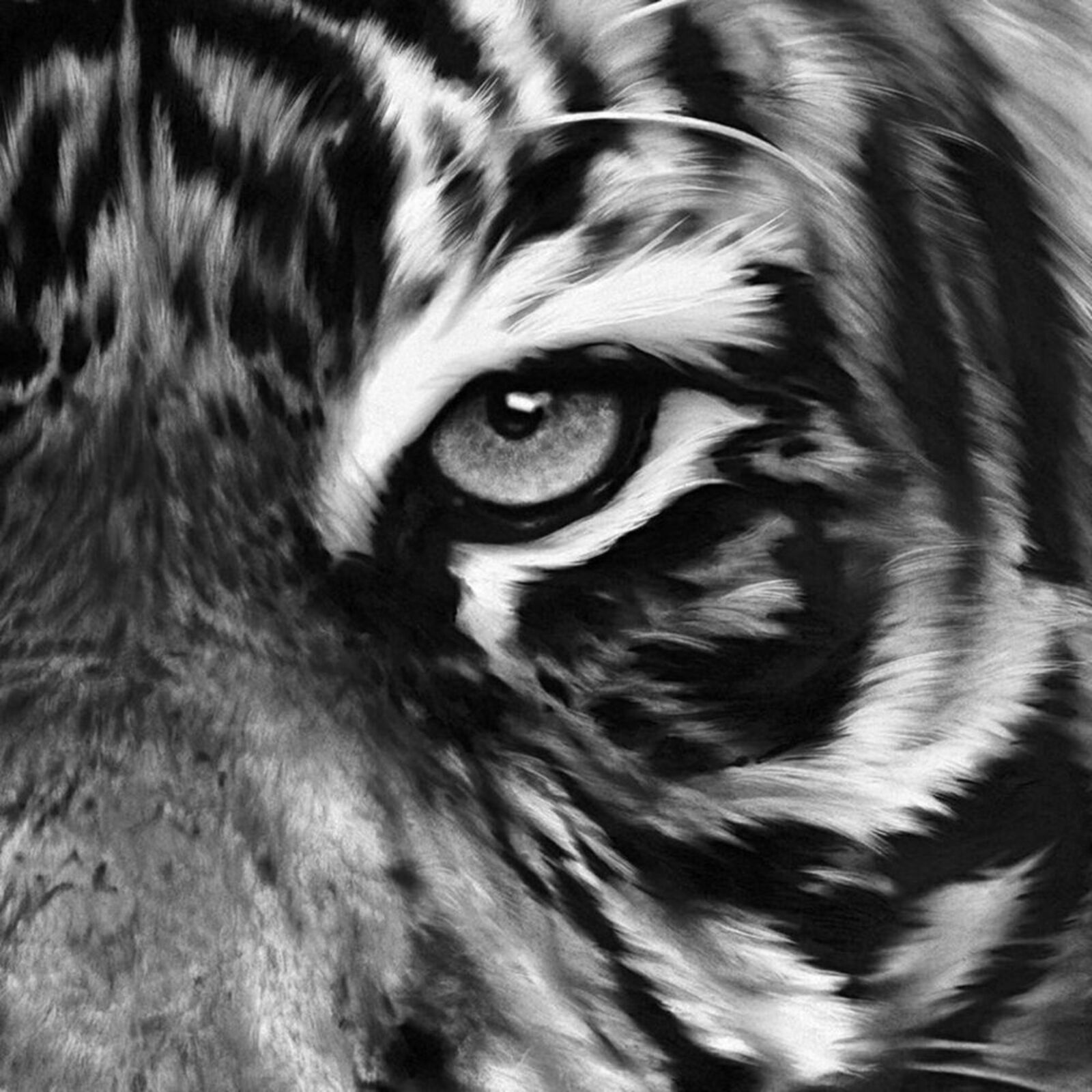 a black and white photo of a tiger's face