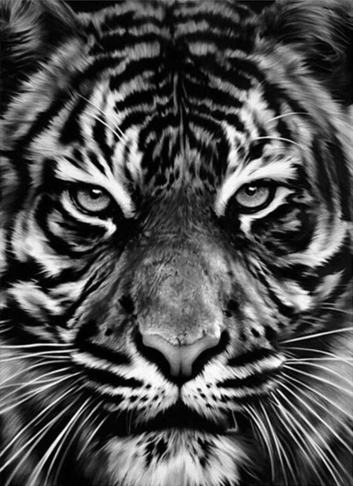 a black and white photo of a tiger's face