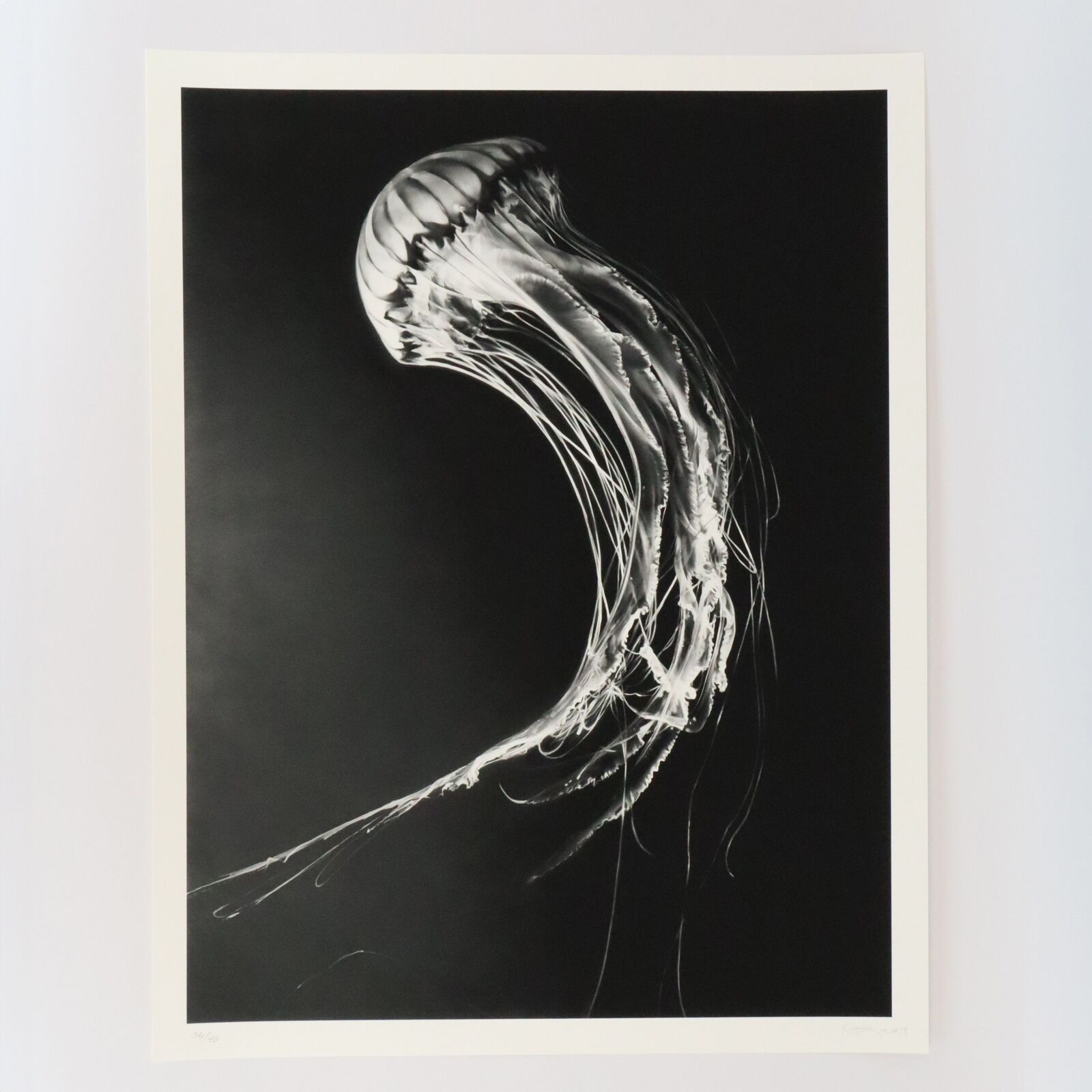 A black and white photo of a jellyfish on a black background.