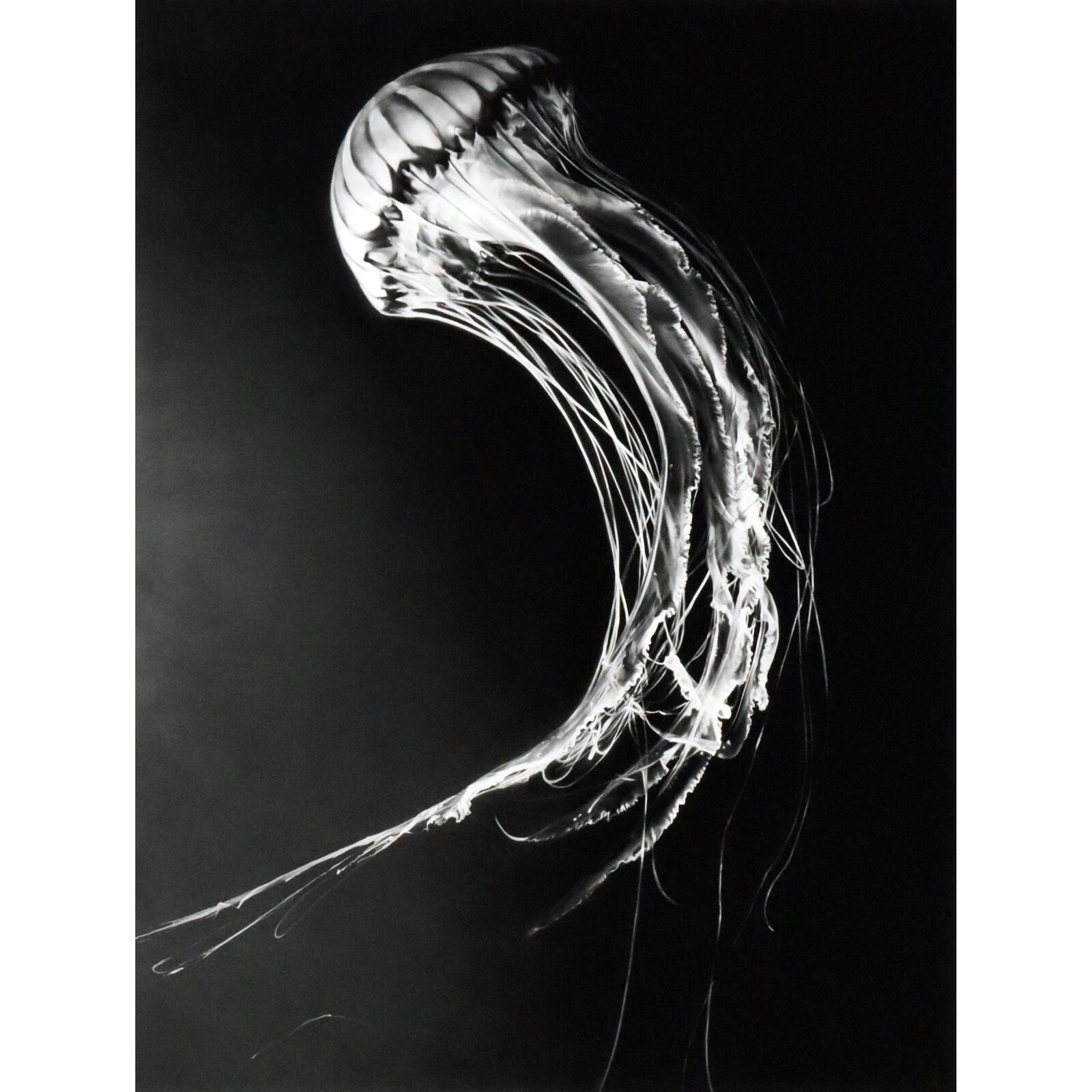 A black and white photo of a jellyfish on a black background.