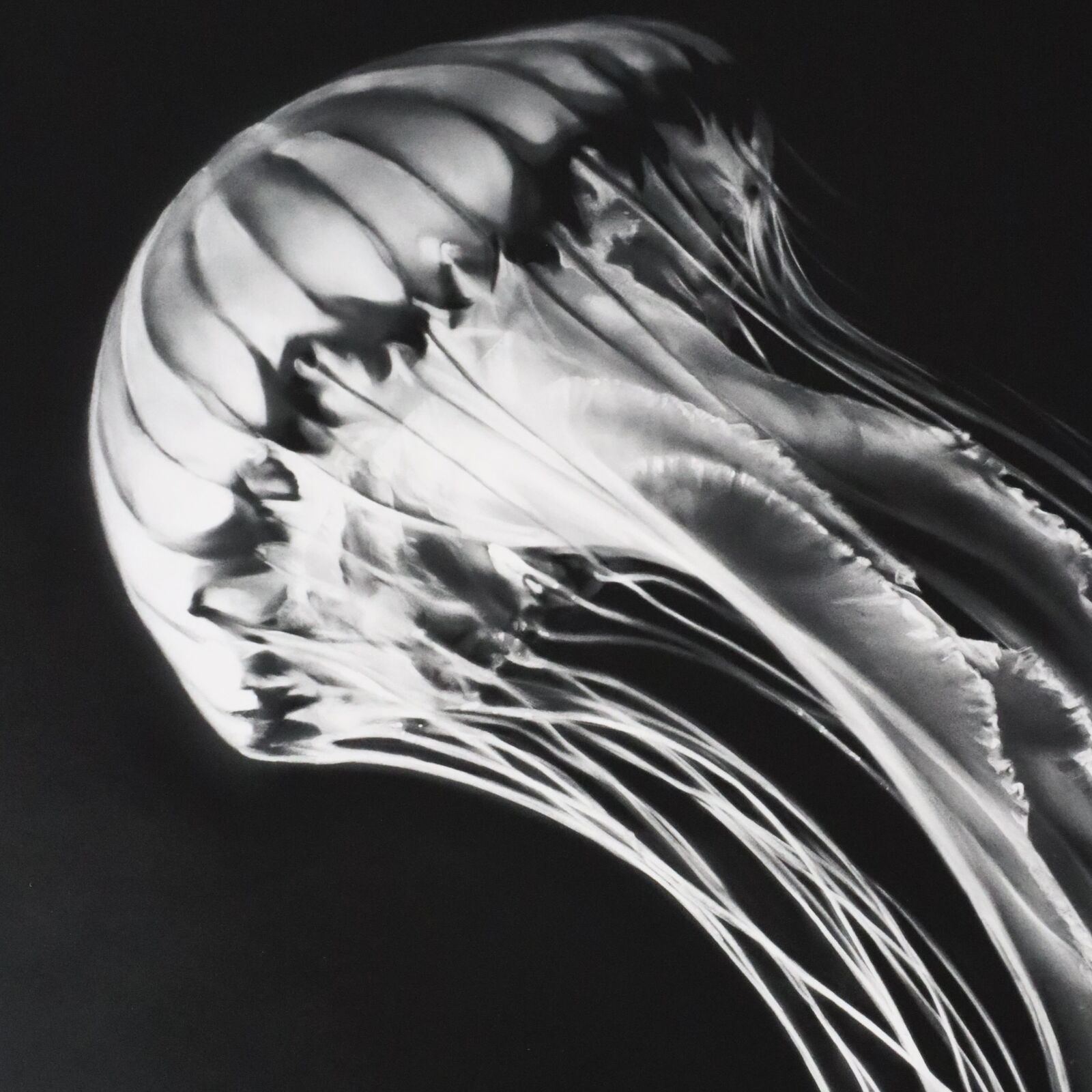 A black and white photo of a jellyfish on a black background.