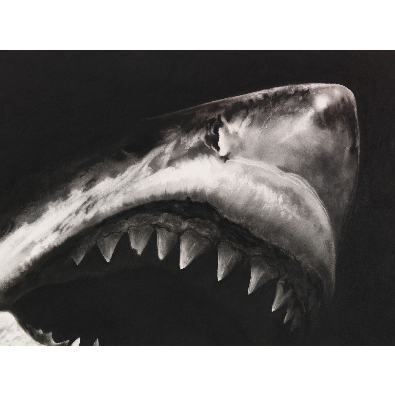 A black and white drawing of a great white shark with its mouth open.
