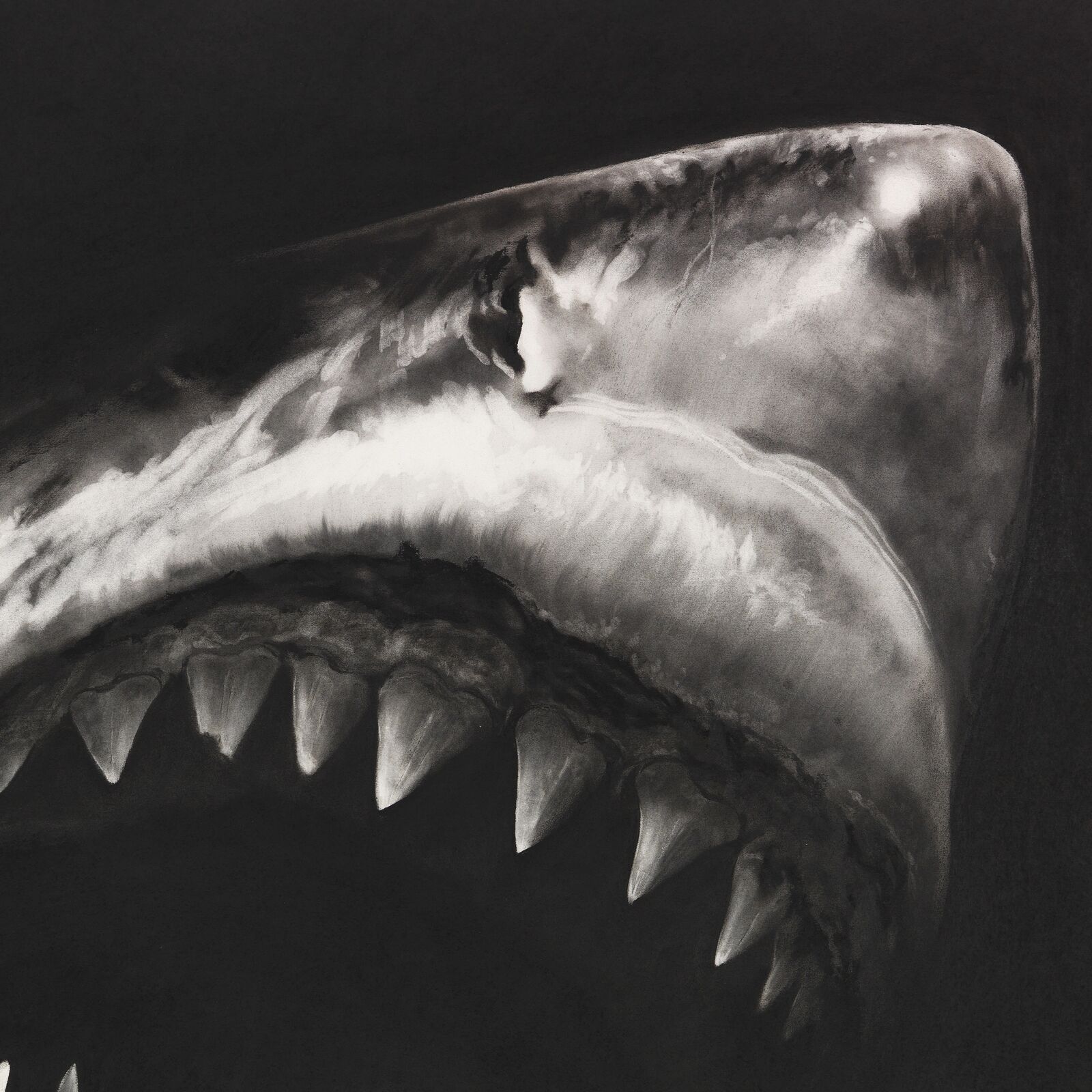 A black and white drawing of a great white shark with its mouth open.