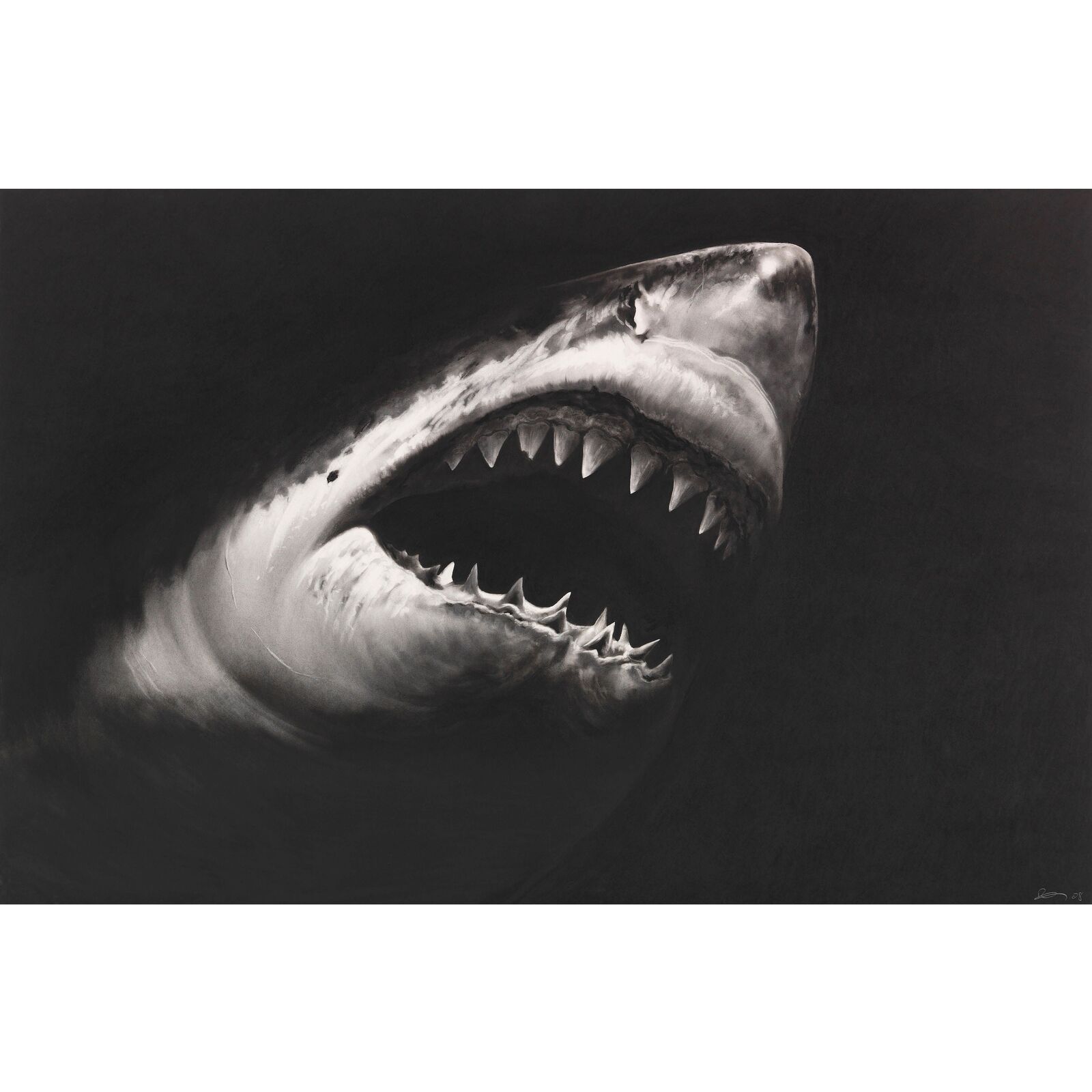 A black and white drawing of a great white shark with its mouth open.