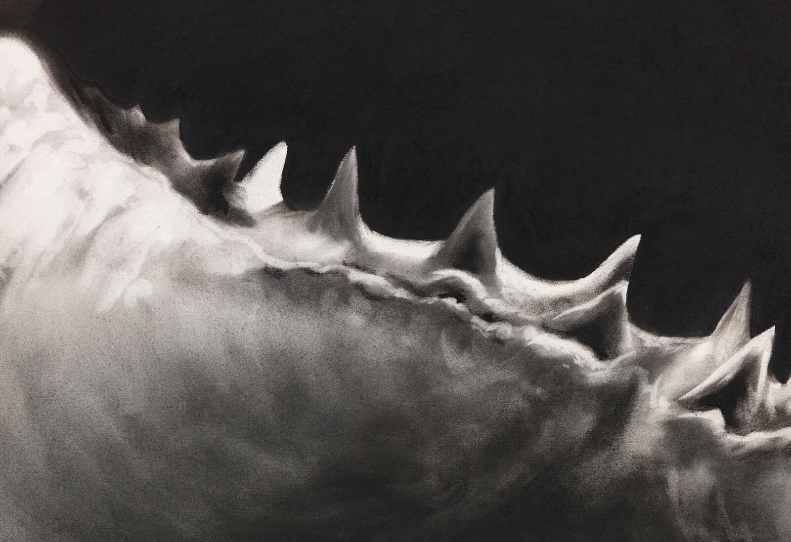 A black and white drawing of a great white shark with its mouth open.