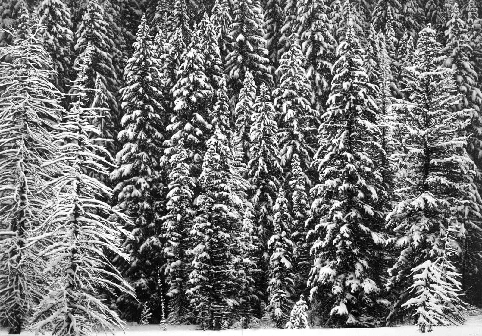 Artwork by Robert Longo, White Snow Trees of the Black Forest, Made of Archival pigment print 