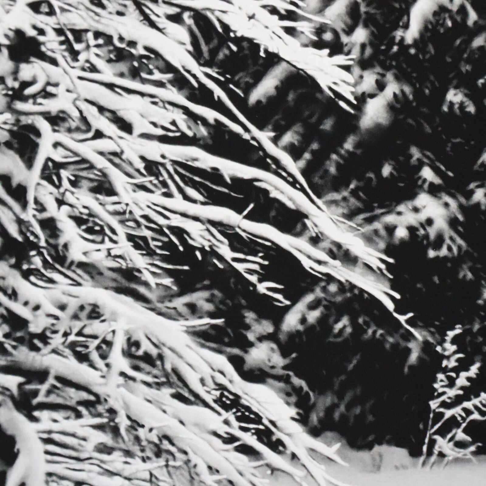 Artwork by Robert Longo, White Snow Trees of the Black Forest, Made of Archival pigment print 