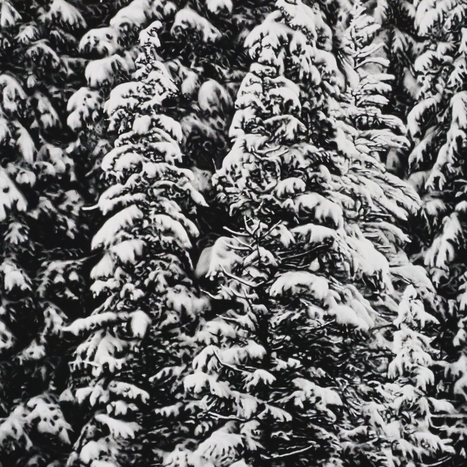 Artwork by Robert Longo, White Snow Trees of the Black Forest, Made of Archival pigment print 