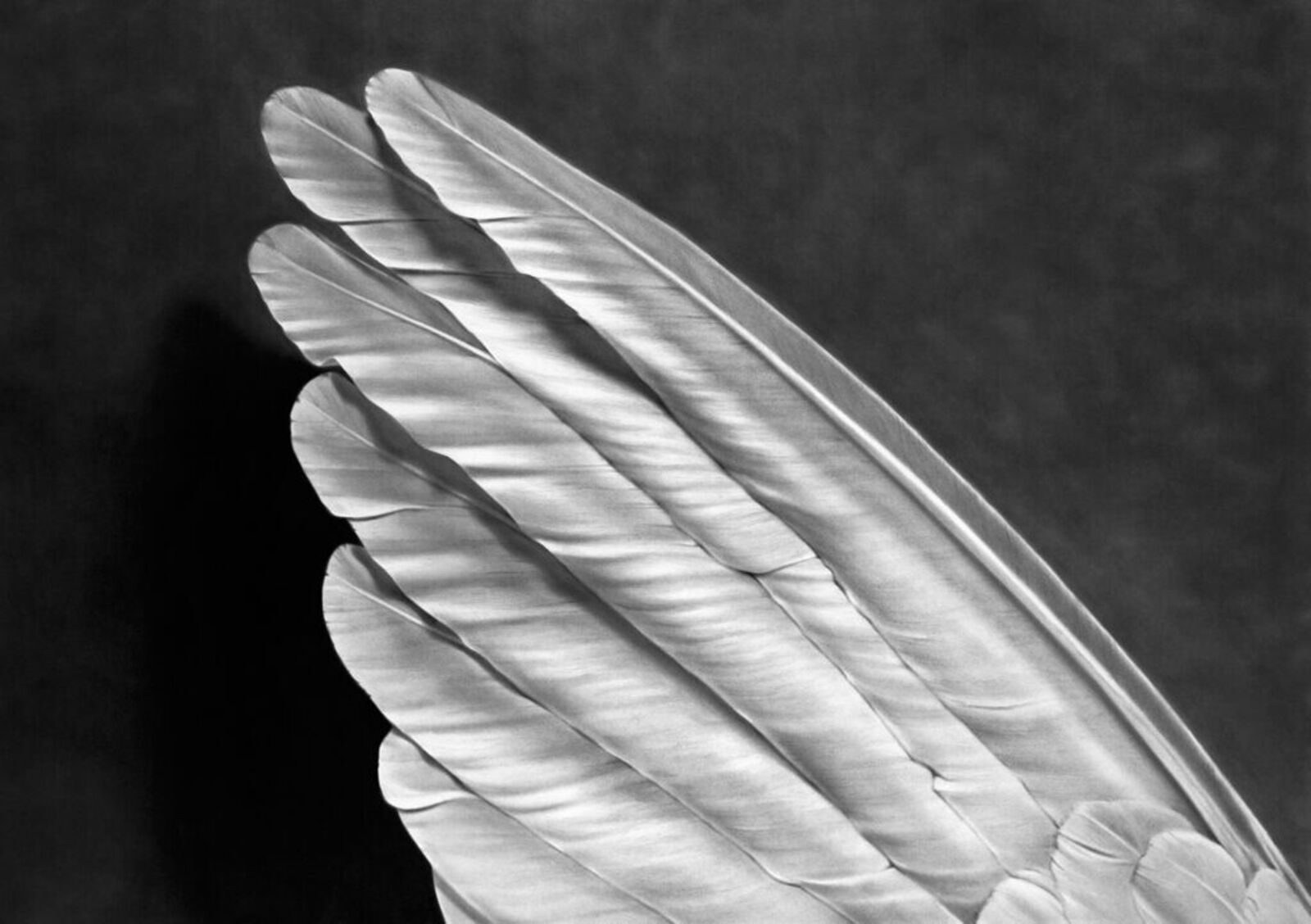 Artwork by Robert Longo, Angel´s Wing, Made of Pigment Print 