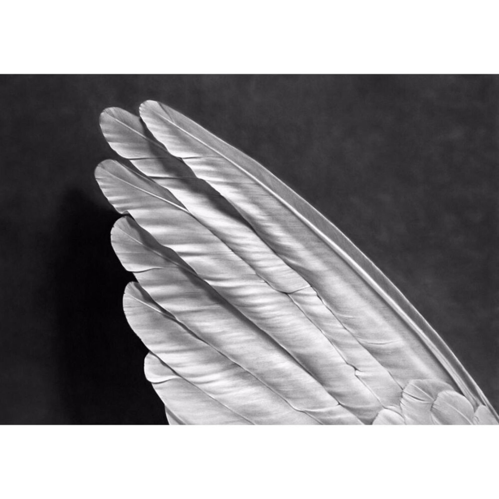 Angel´s Wing (Small Version) by Robert Longo, 2013