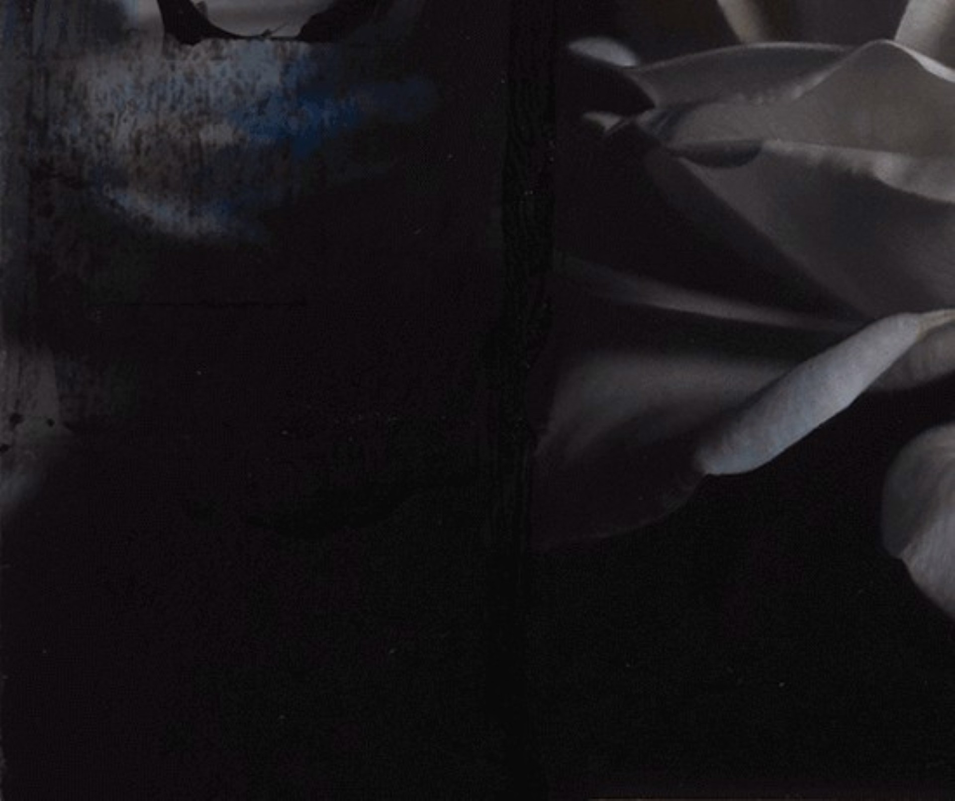 A dramatic floral still life featuring a white rose against a dark, starry background.