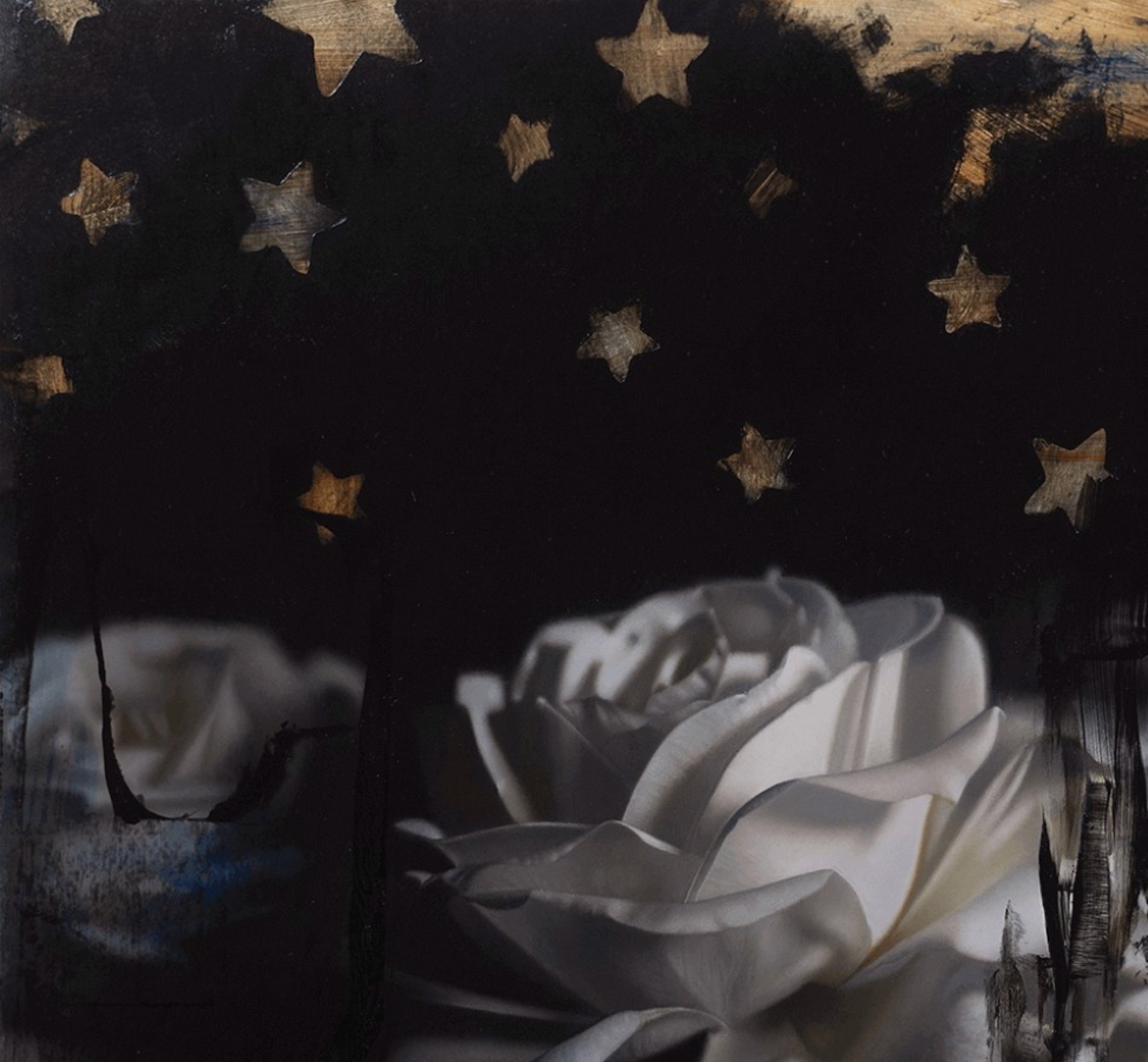 A dramatic floral still life featuring a white rose against a dark, starry background.