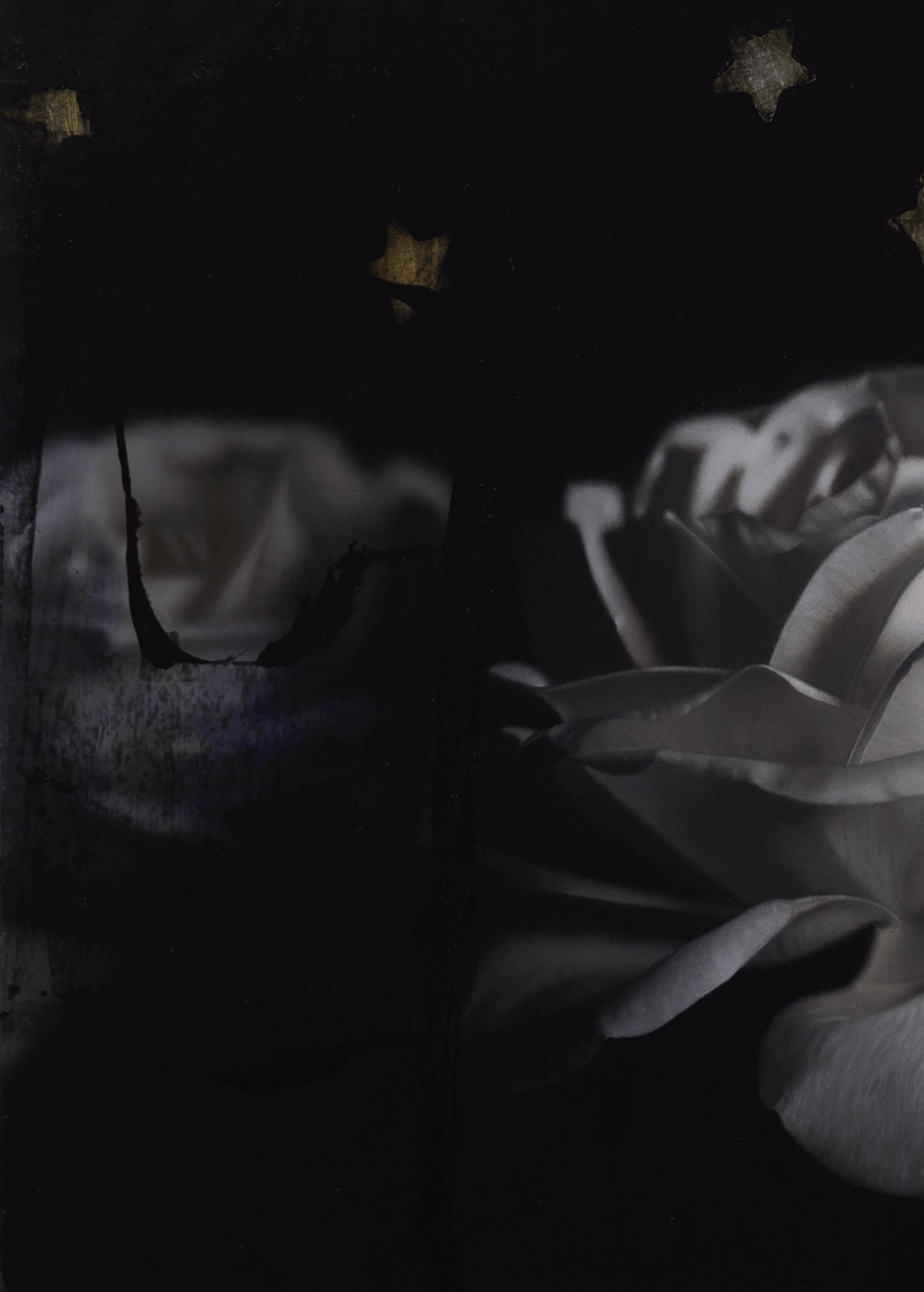 A dramatic floral still life featuring a white rose against a dark, starry background.