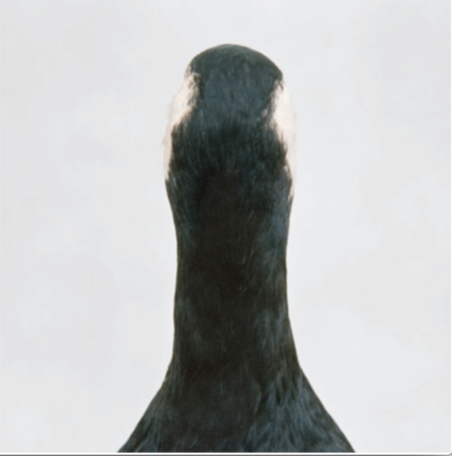 Artwork by Roni Horn, Diptych: Untitled Number 10 (Bird Pair: Cormorant & Goose ), Made of Iris print photograph on Somerset Satin Paper in two parts 