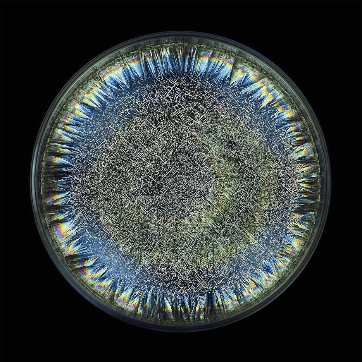 Artwork by Seb Janiak, Morphogenetic Field - AB Negative Blood, Made of Chromogenic print 