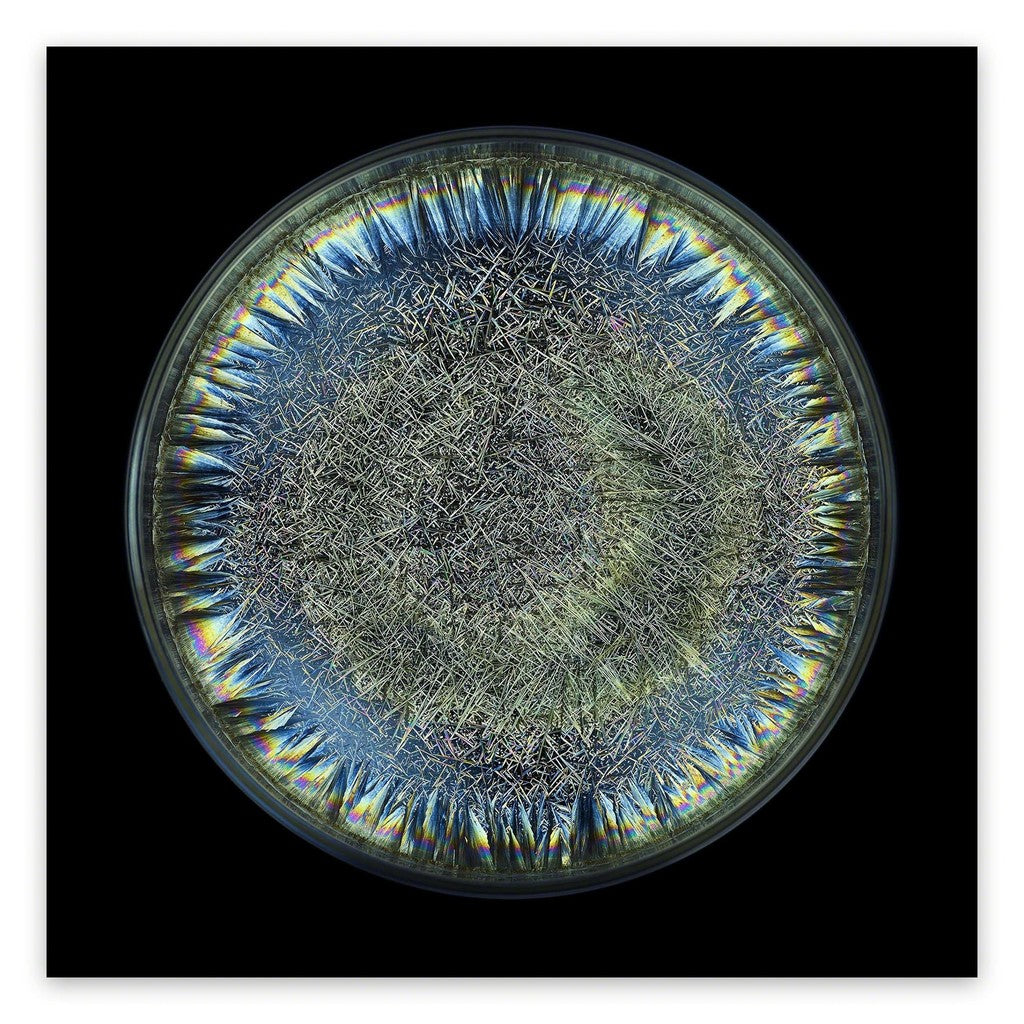 Artwork by Seb Janiak, Morphogenetic Field - AB Negative Blood, Made of Chromogenic print 