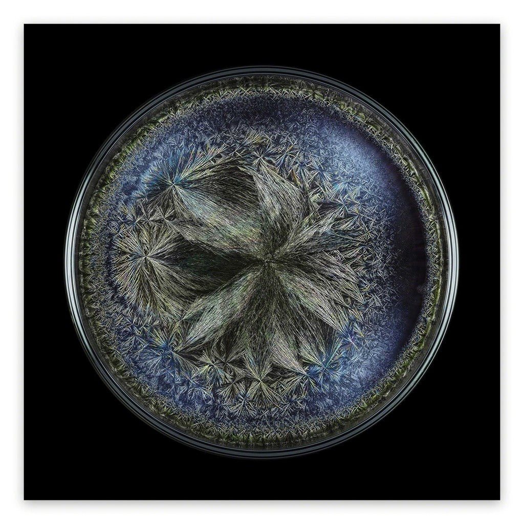 Artwork by Seb Janiak, Morphogenetic Field - Beluga caviar, Made of Chromogenic print 