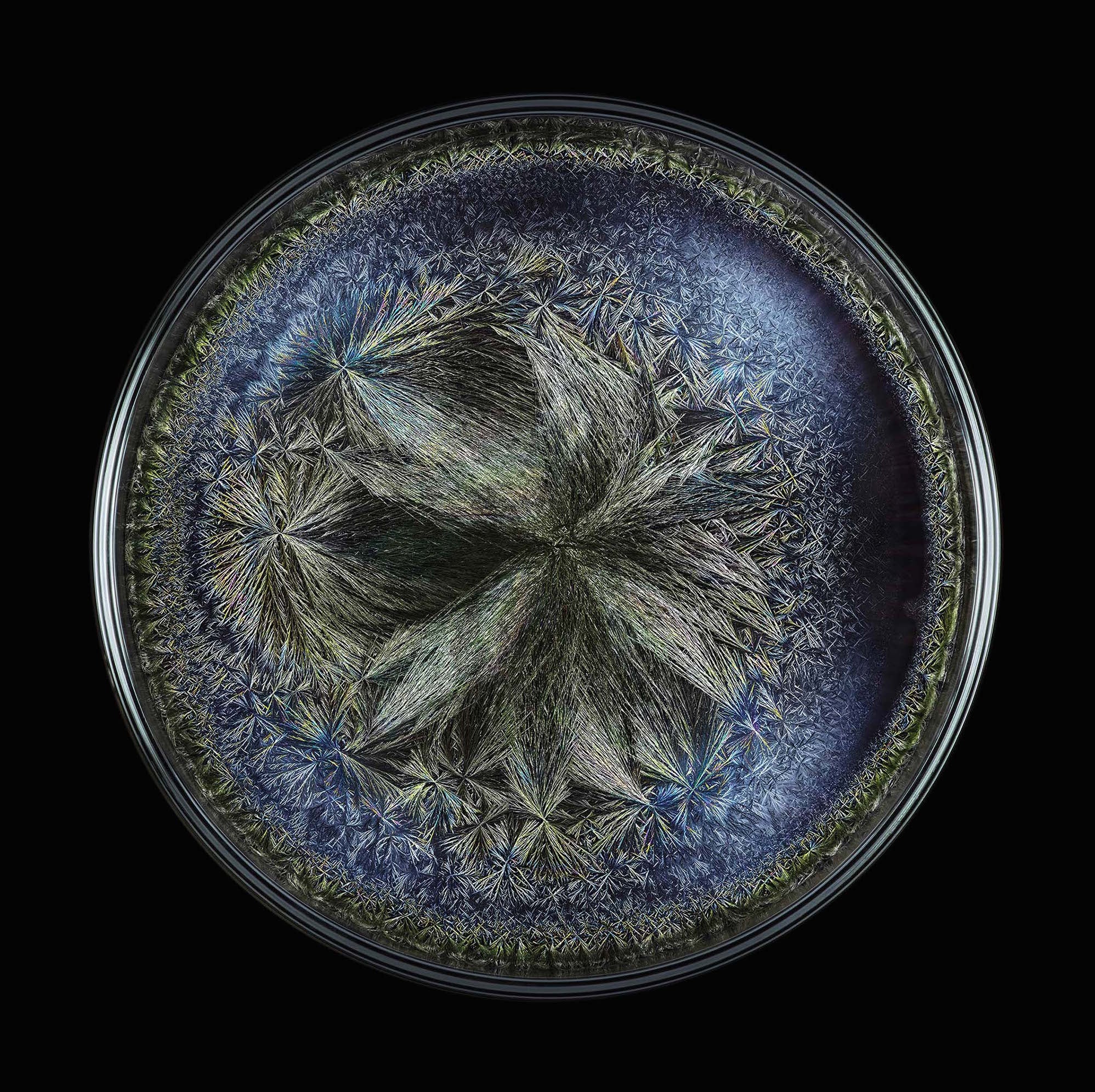 Artwork by Seb Janiak, Morphogenetic Field - Beluga caviar, Made of Chromogenic print 