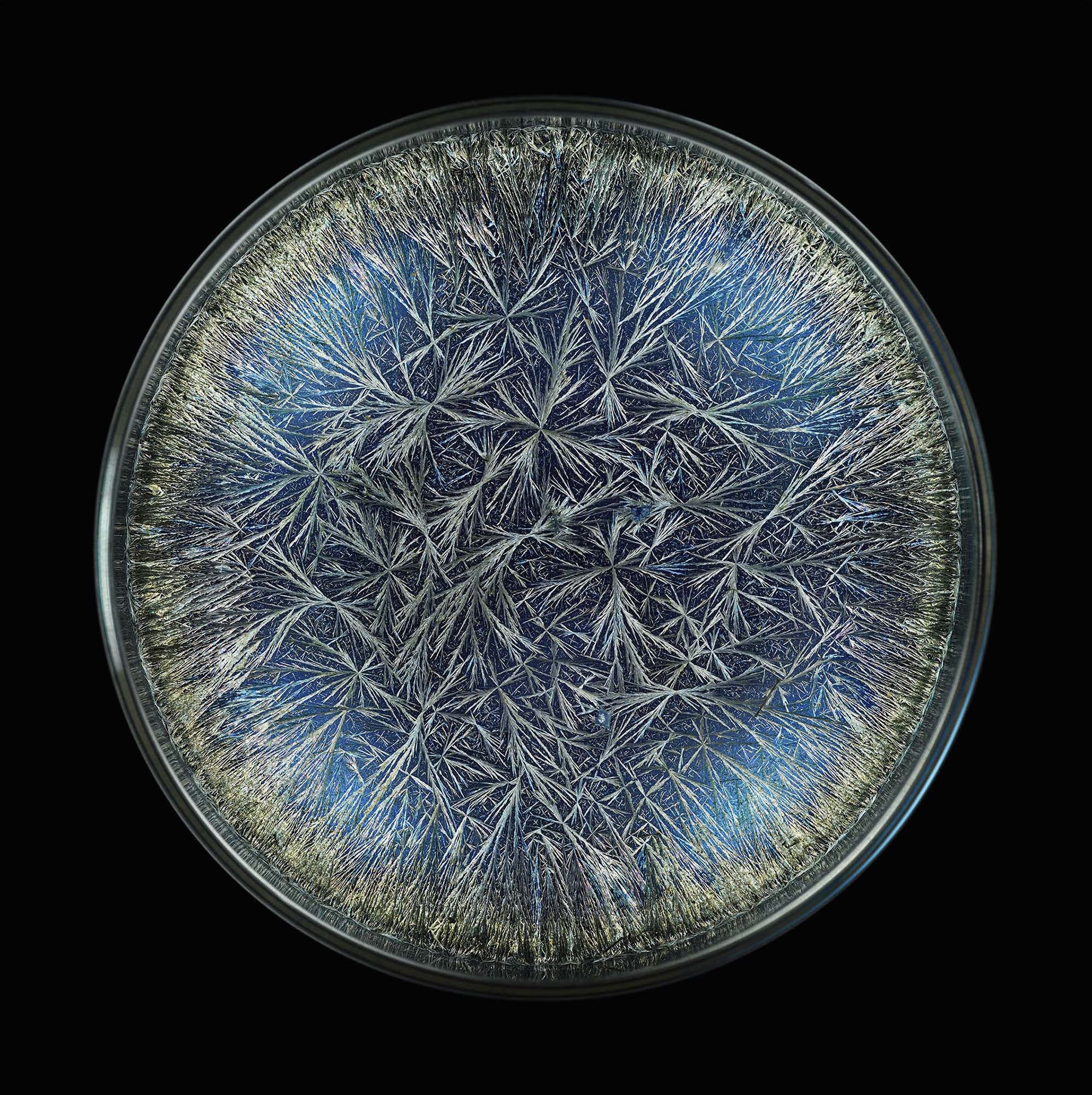A close up of a blue and silver plate on a black background.