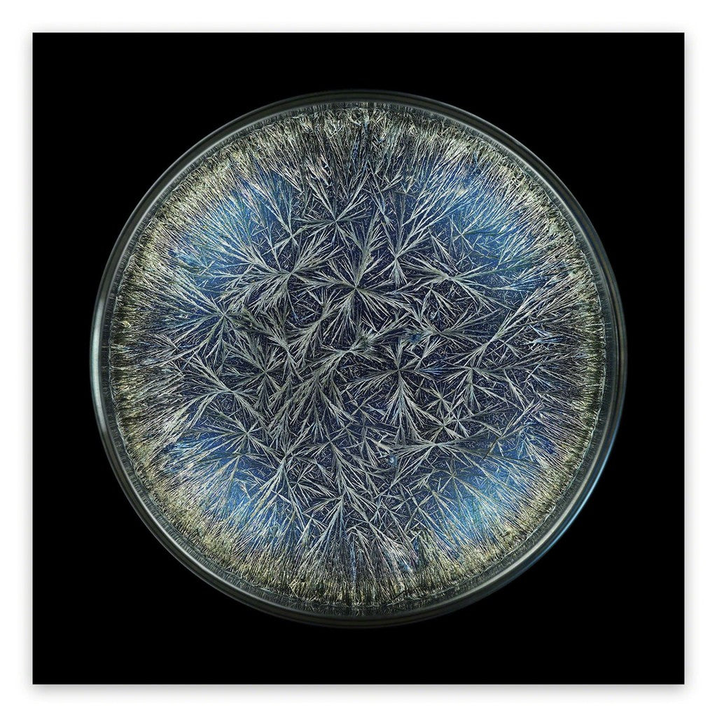 A close up of a blue and silver plate on a black background.