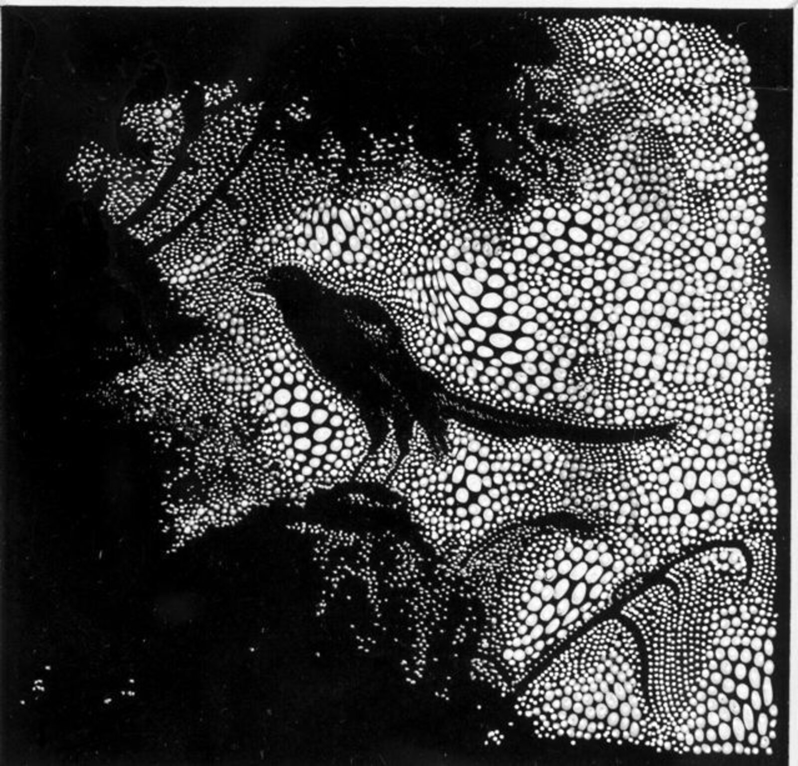 Miniature #77 - The Contemplative Magpie by Sebastiaan Bremer, 2007