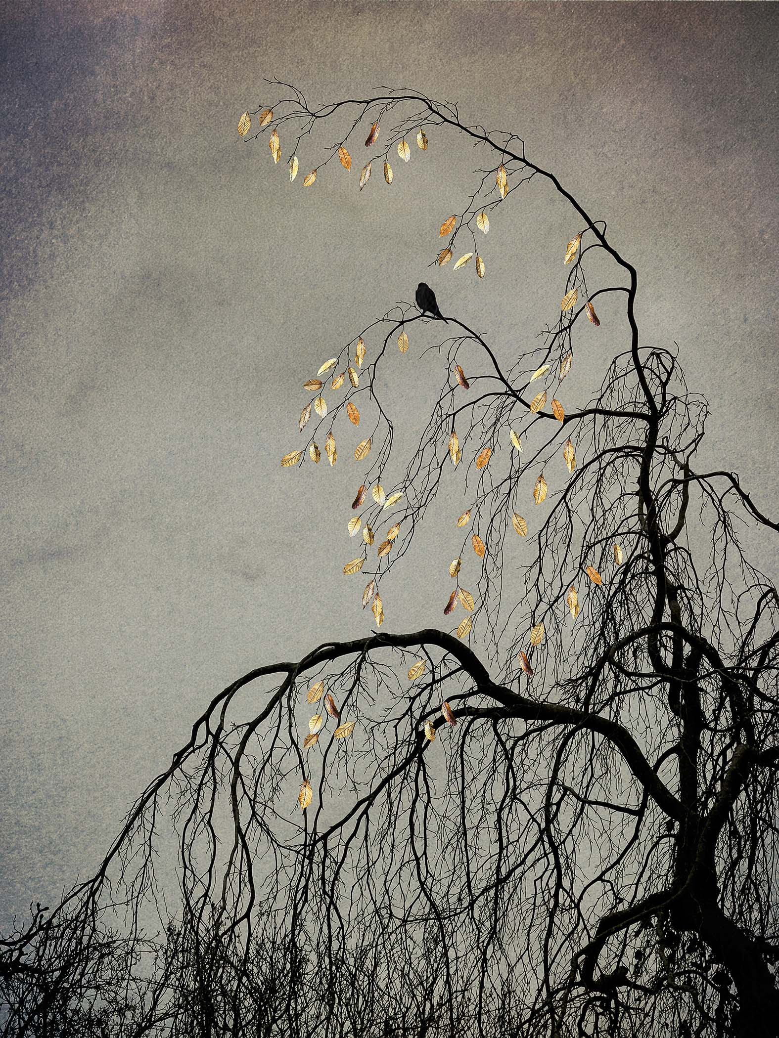 The Last Bird Song #1 by Shamani  Surendran, 2025