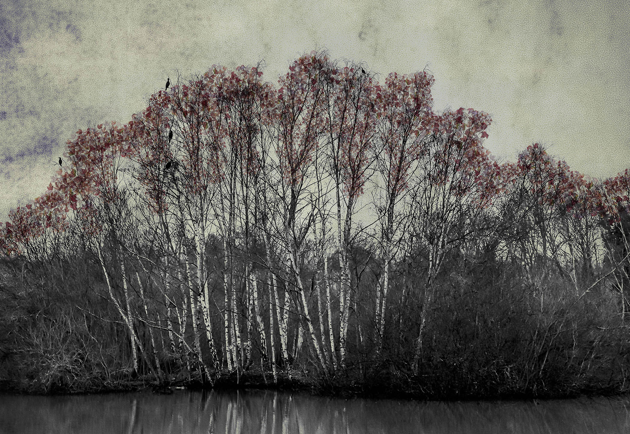 The Last Bird Song #10 by Shamani  Surendran, 2025