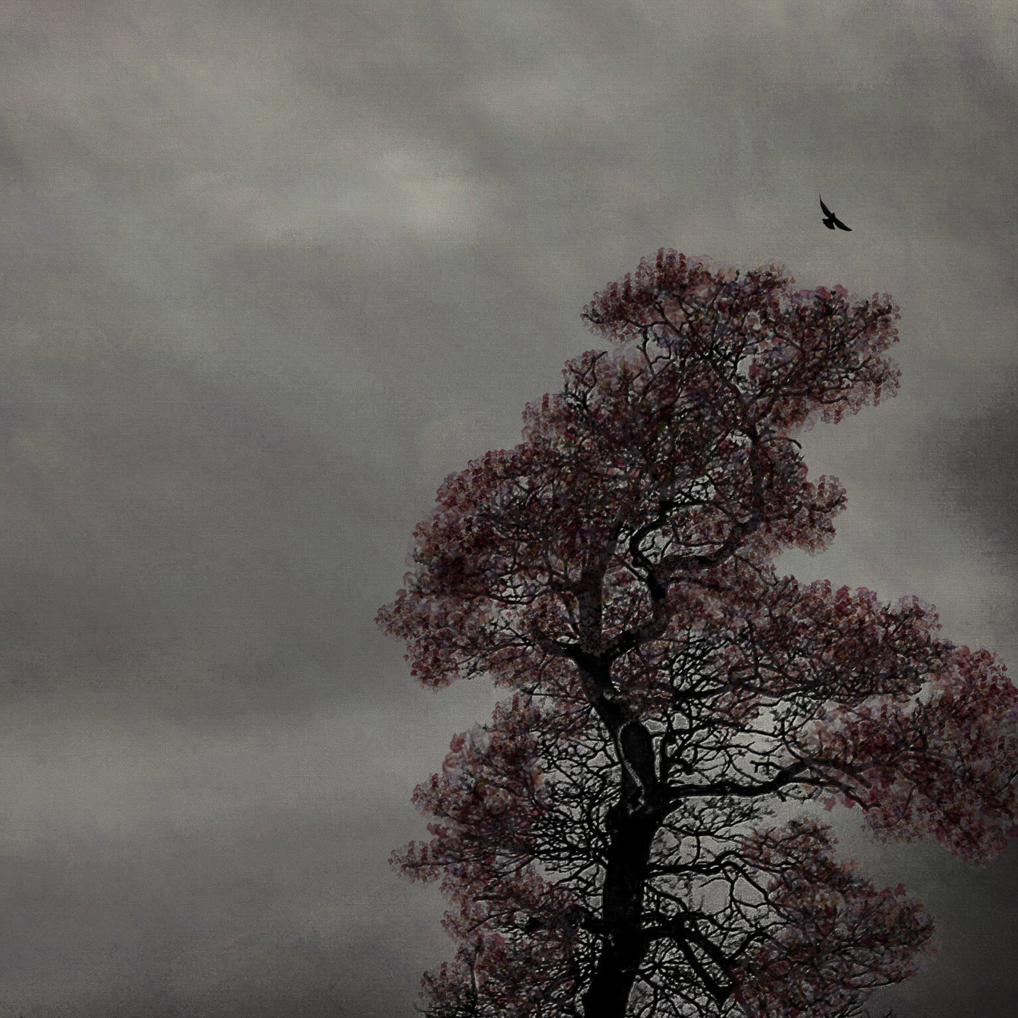 The Last Bird Song #13 by Shamani  Surendran, 2025