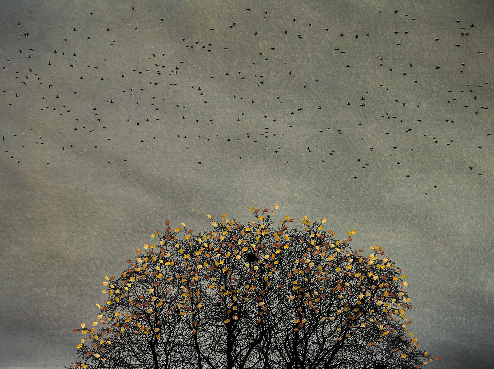 The Last Bird Song #5 by Shamani  Surendran, 2025