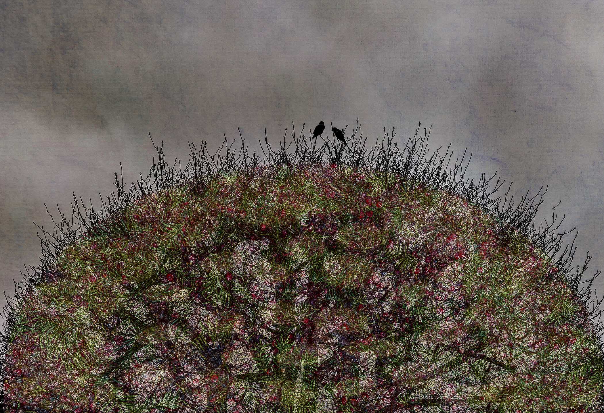 The Last Bird Song #8 by Shamani  Surendran, 2025