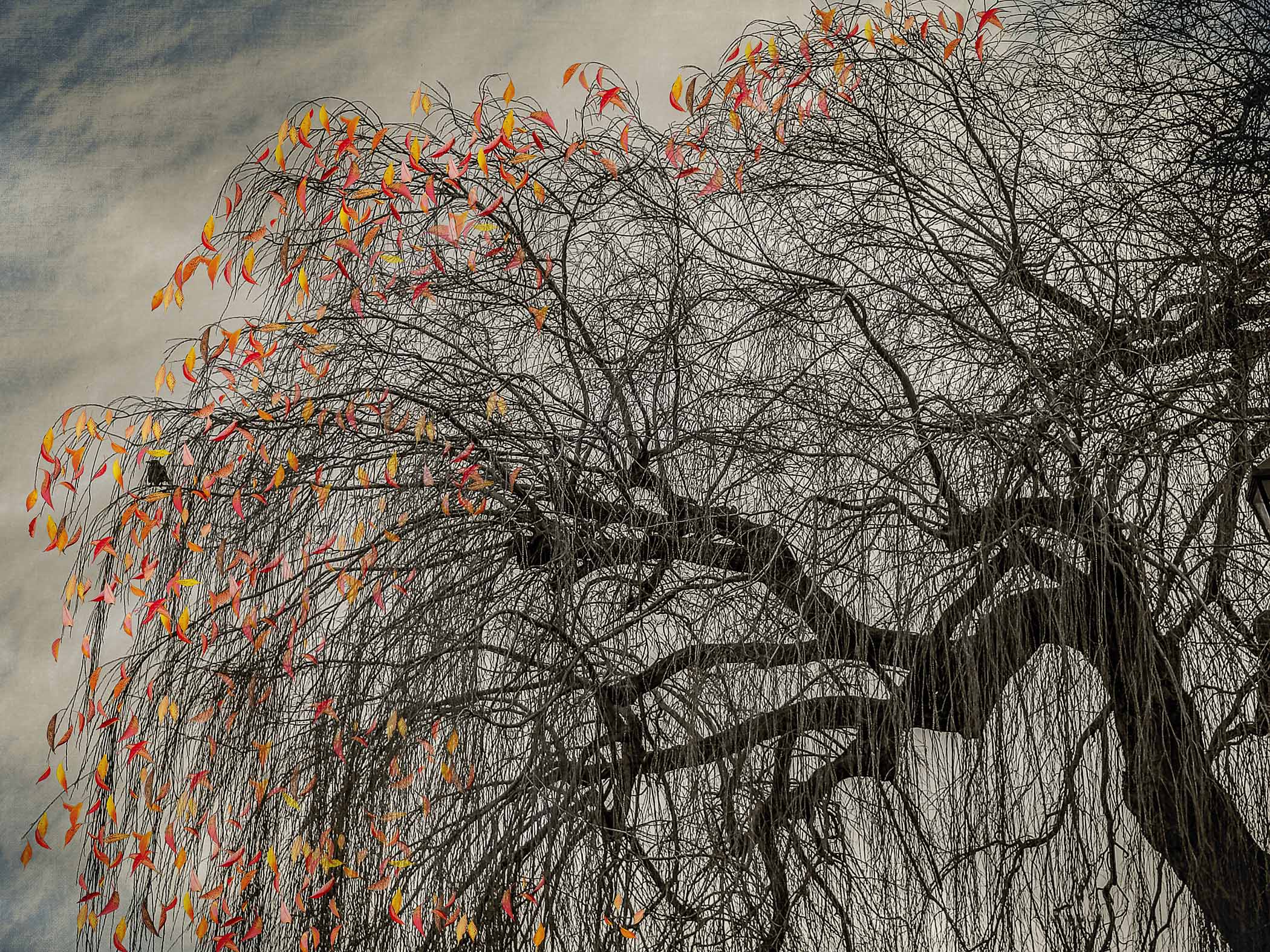 The Last Bird Song #9 by Shamani  Surendran, 2025