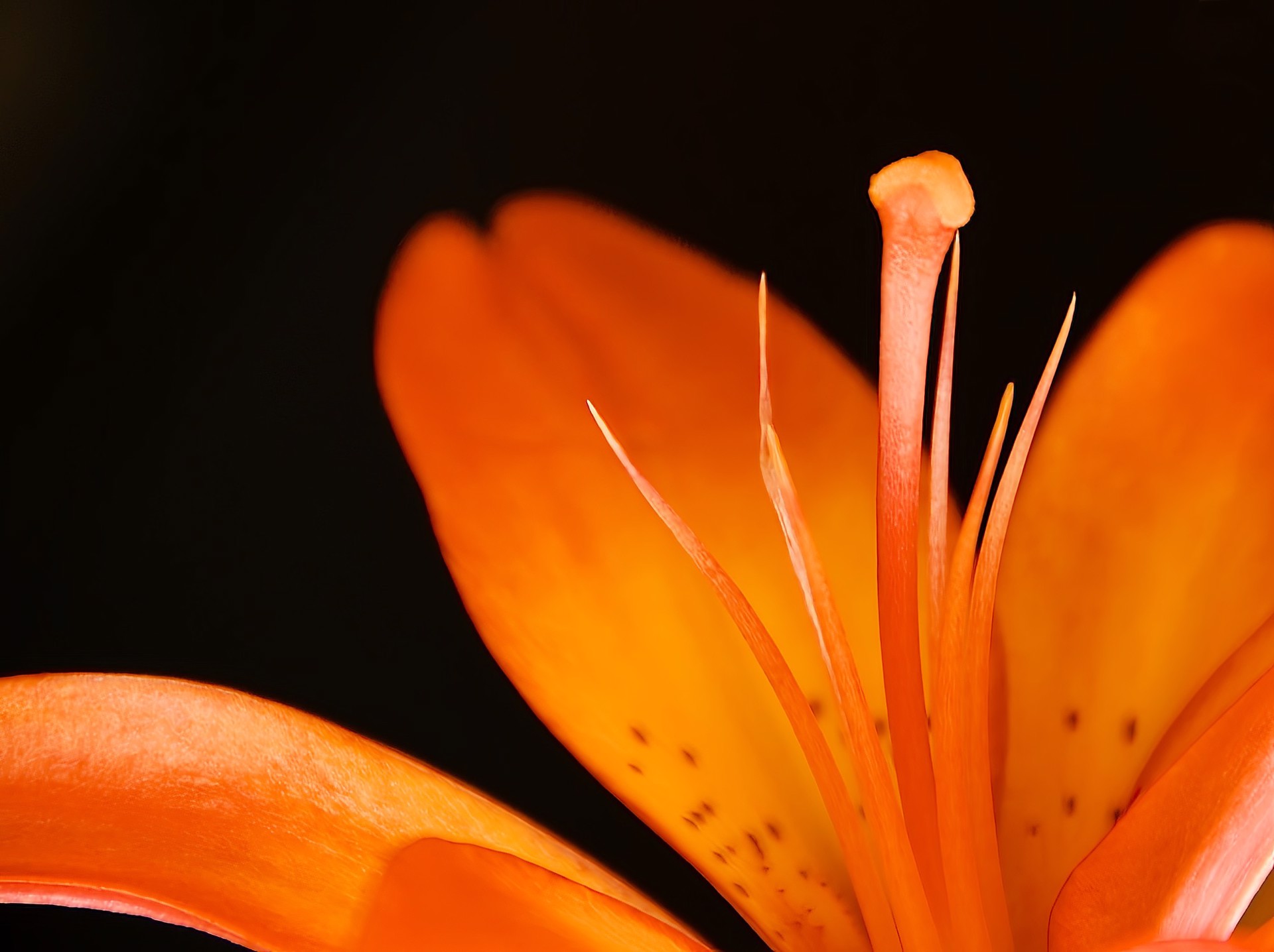 A macro photograph of an orange flower's stamen against a black background.