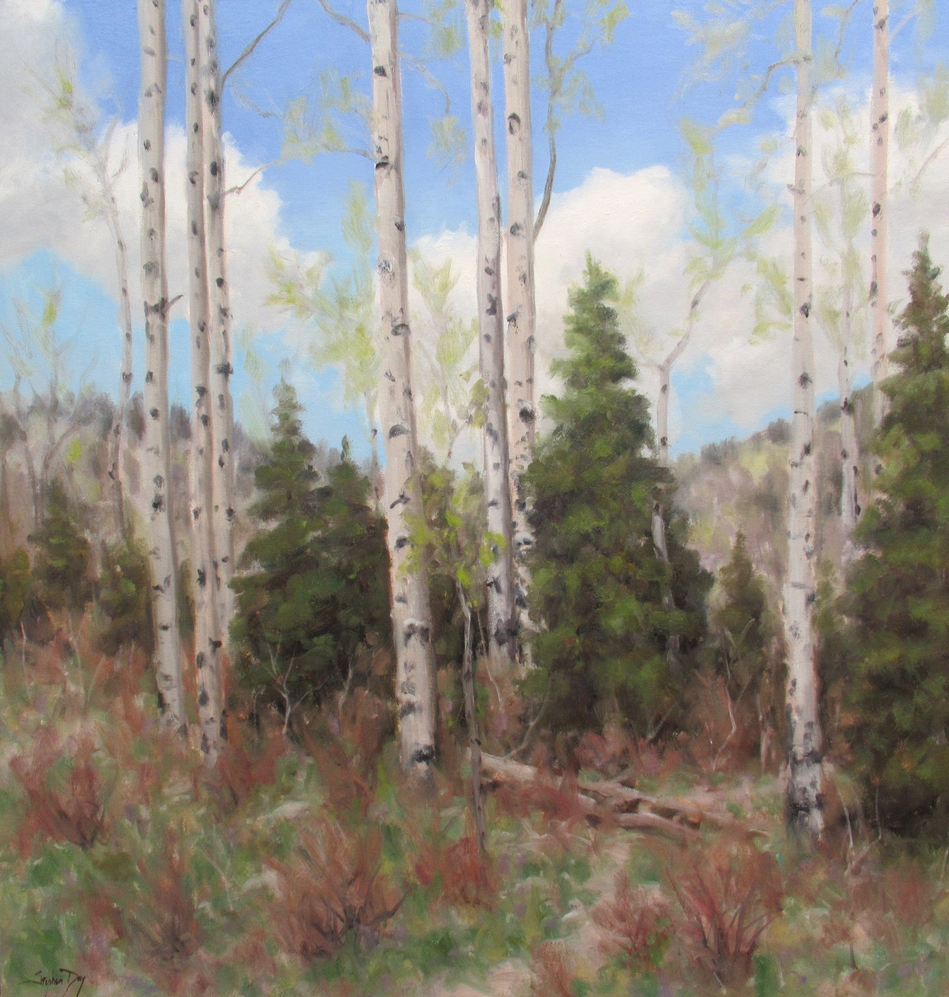 Spring Aspen by Stephen Day, 2021