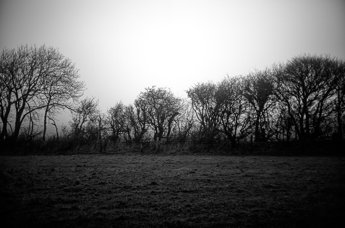 A black and white photo of trees in a field.