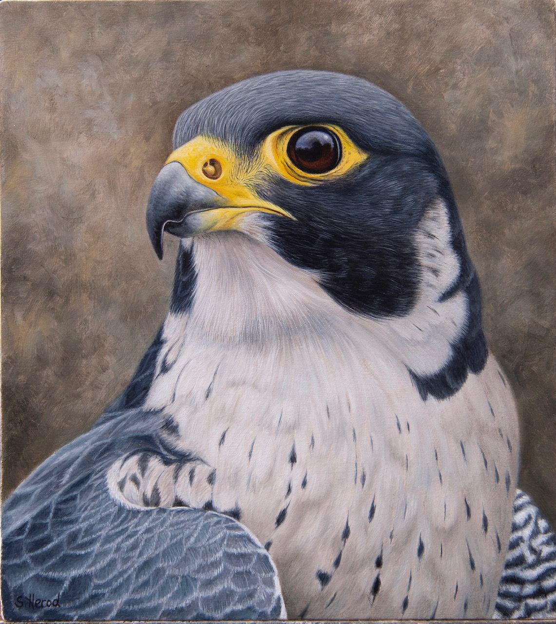 Peregrine Falcon by Stuart Herod, null