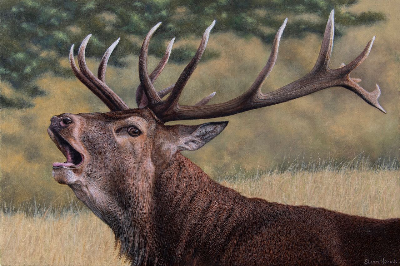 Red Stag by Stuart Herod, null