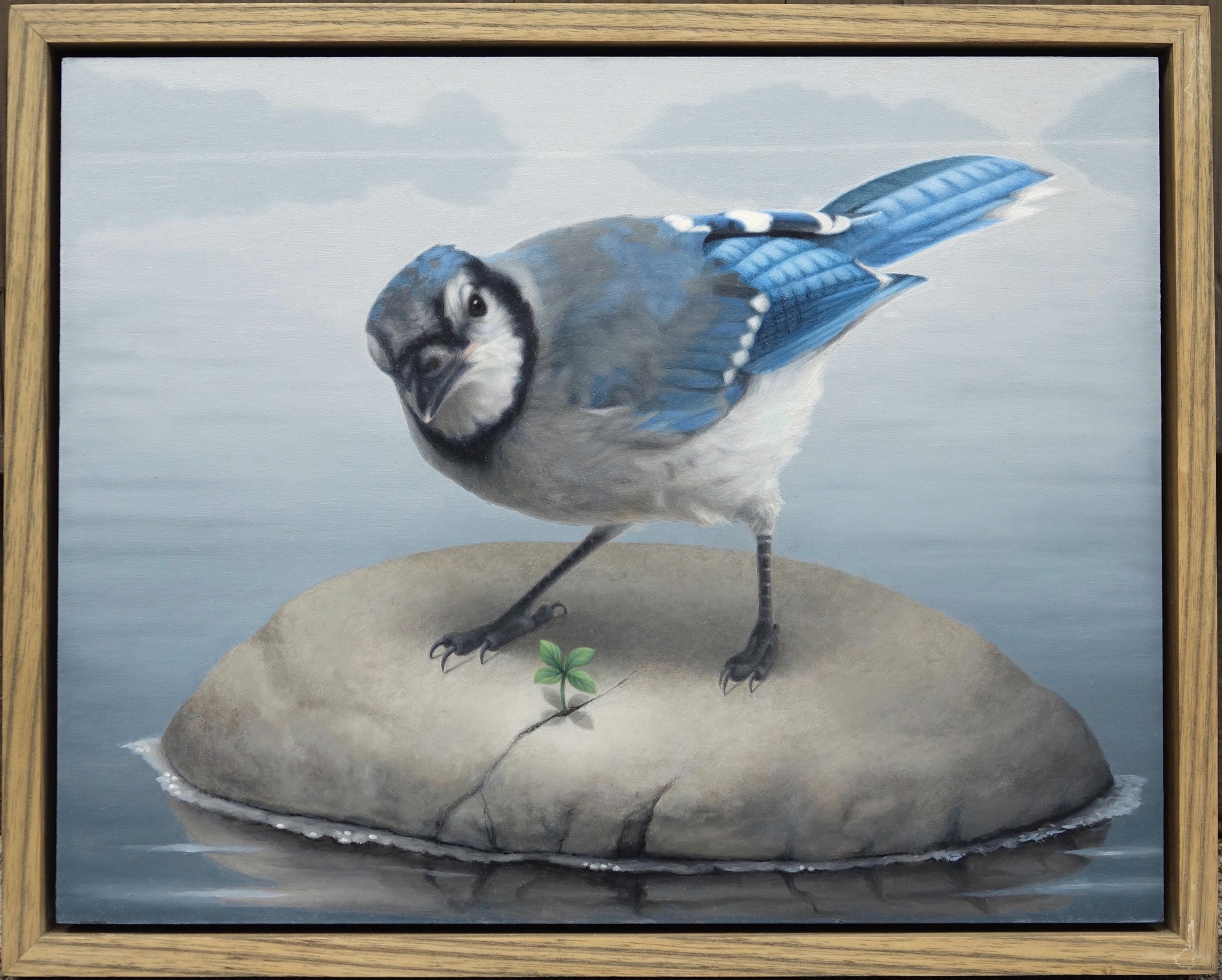 Blue Jay