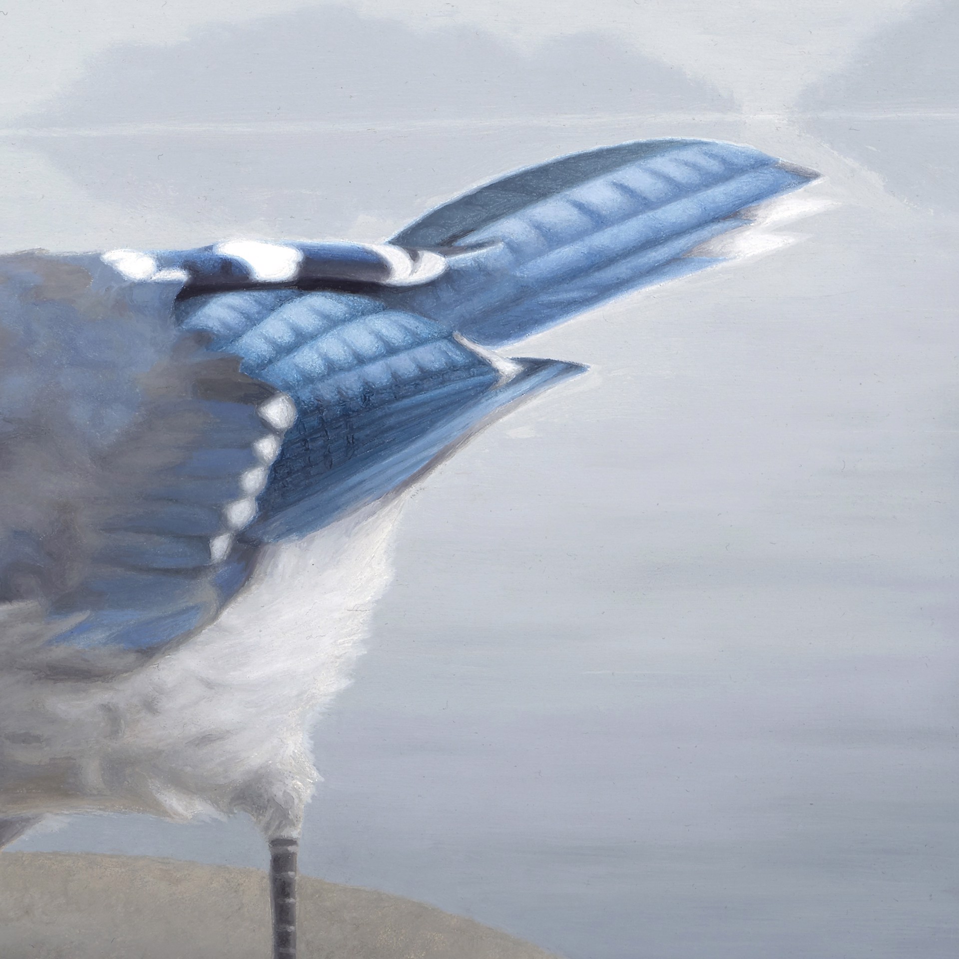 Blue Jay
