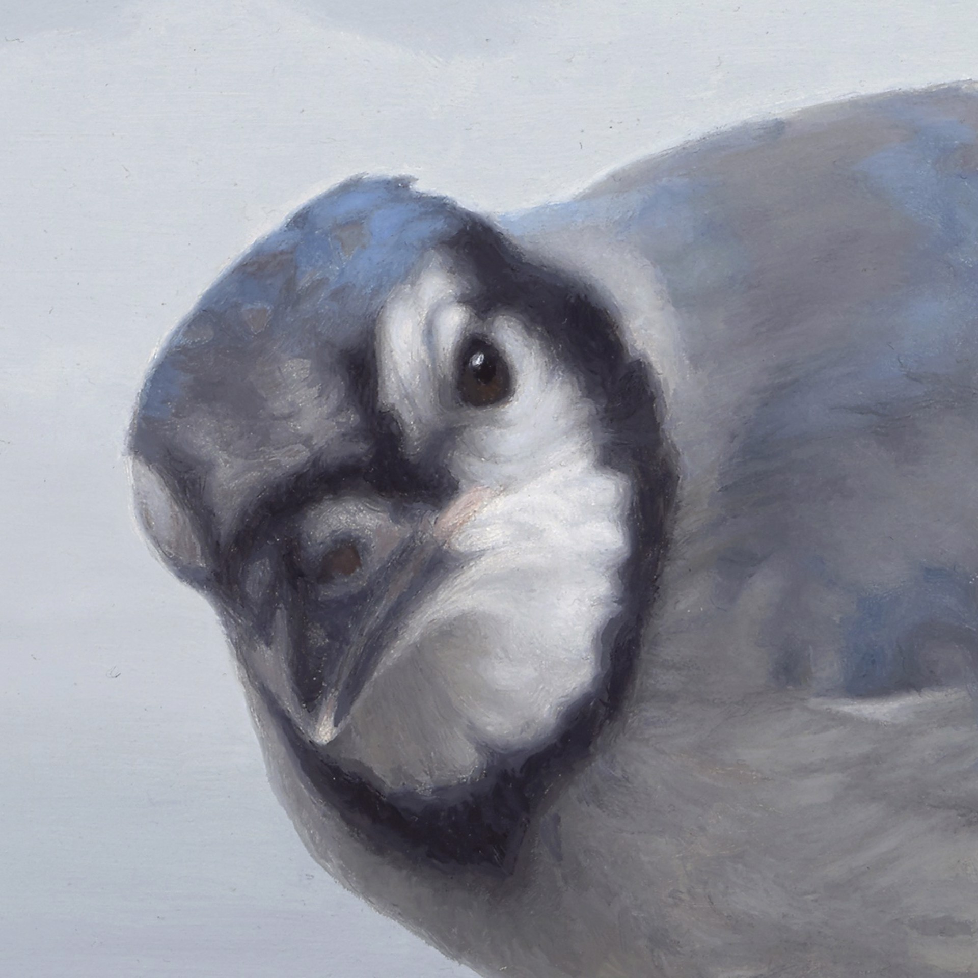 Blue Jay