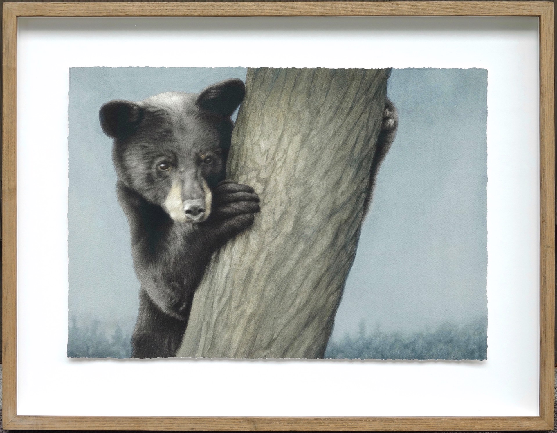 Yearling Black Bear