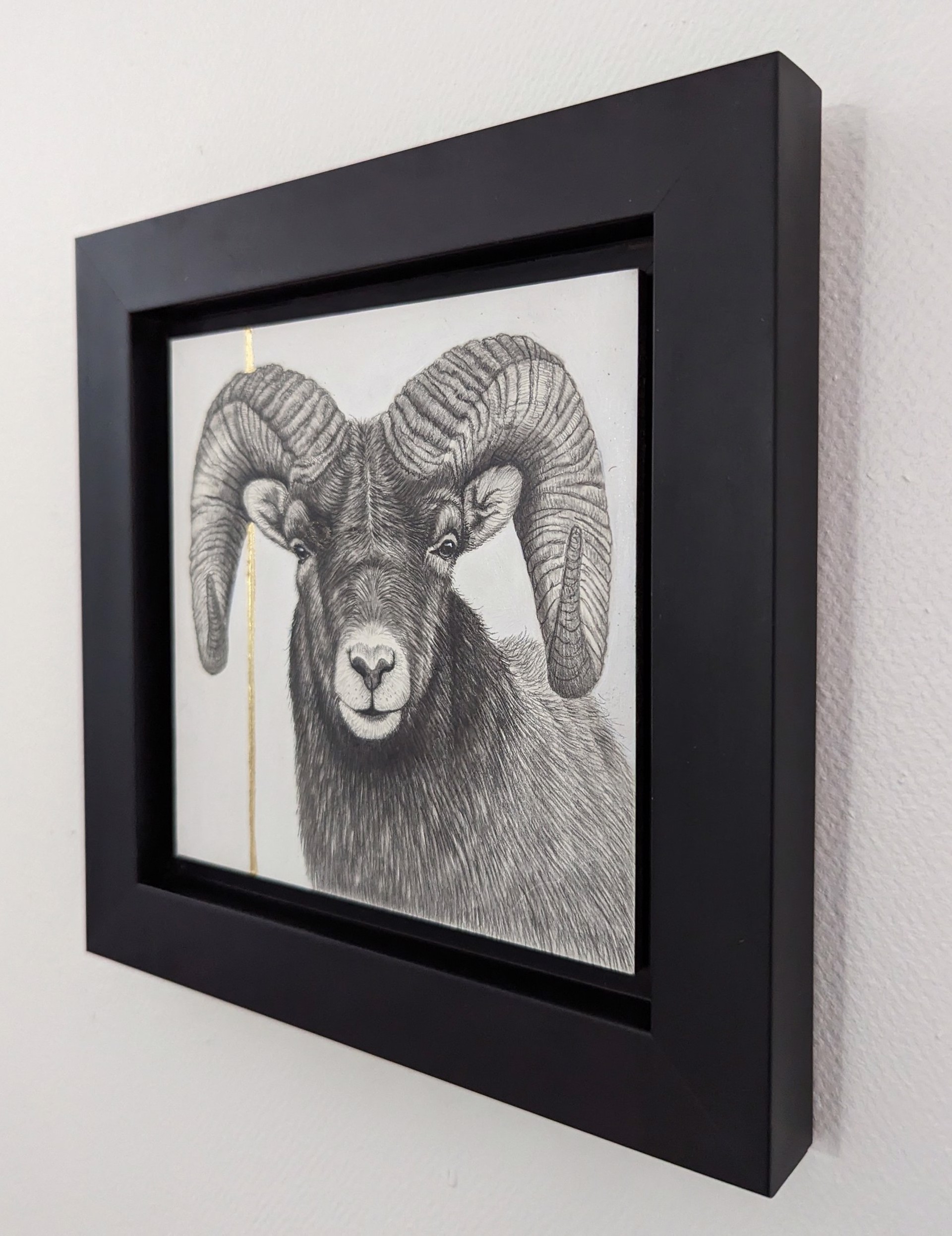 A drawing of a ram with large horns on a white background.