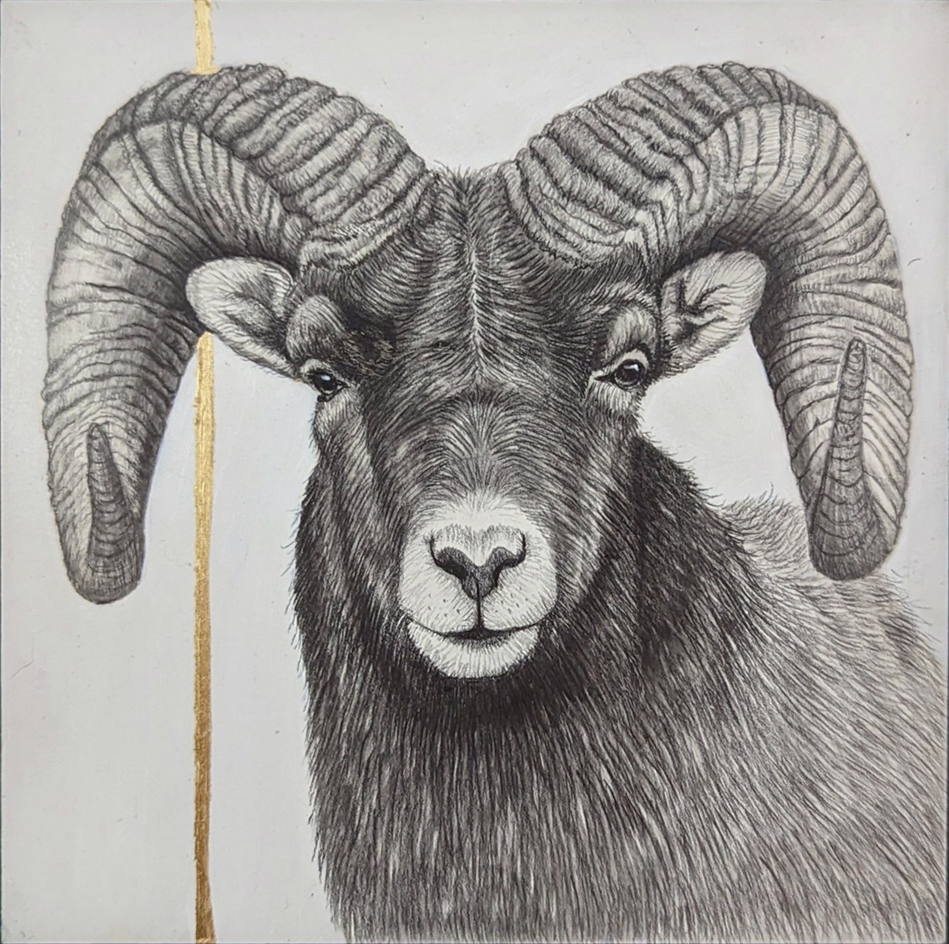 A drawing of a ram with large horns on a white background.