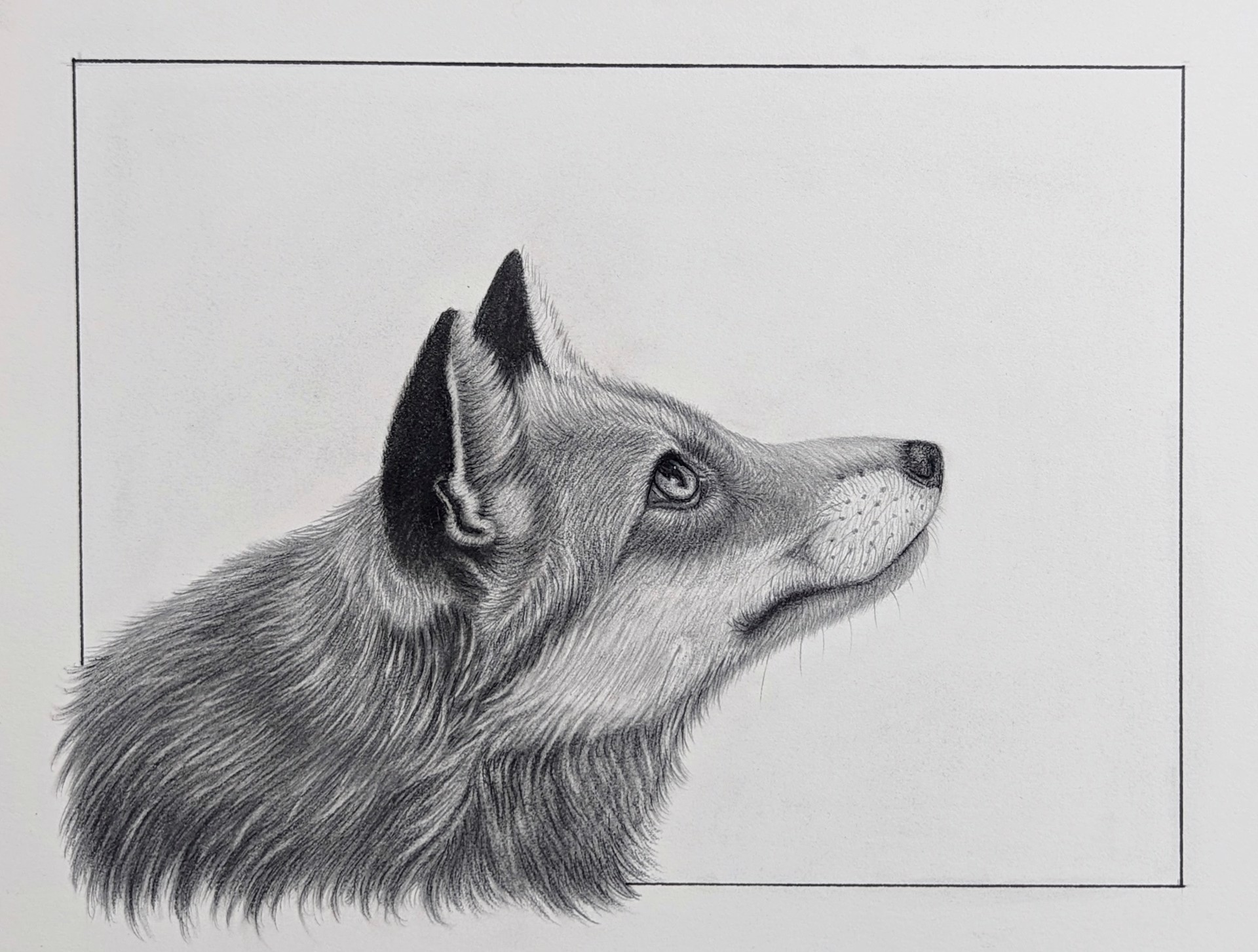 A drawing of a wolf's head on a white background.