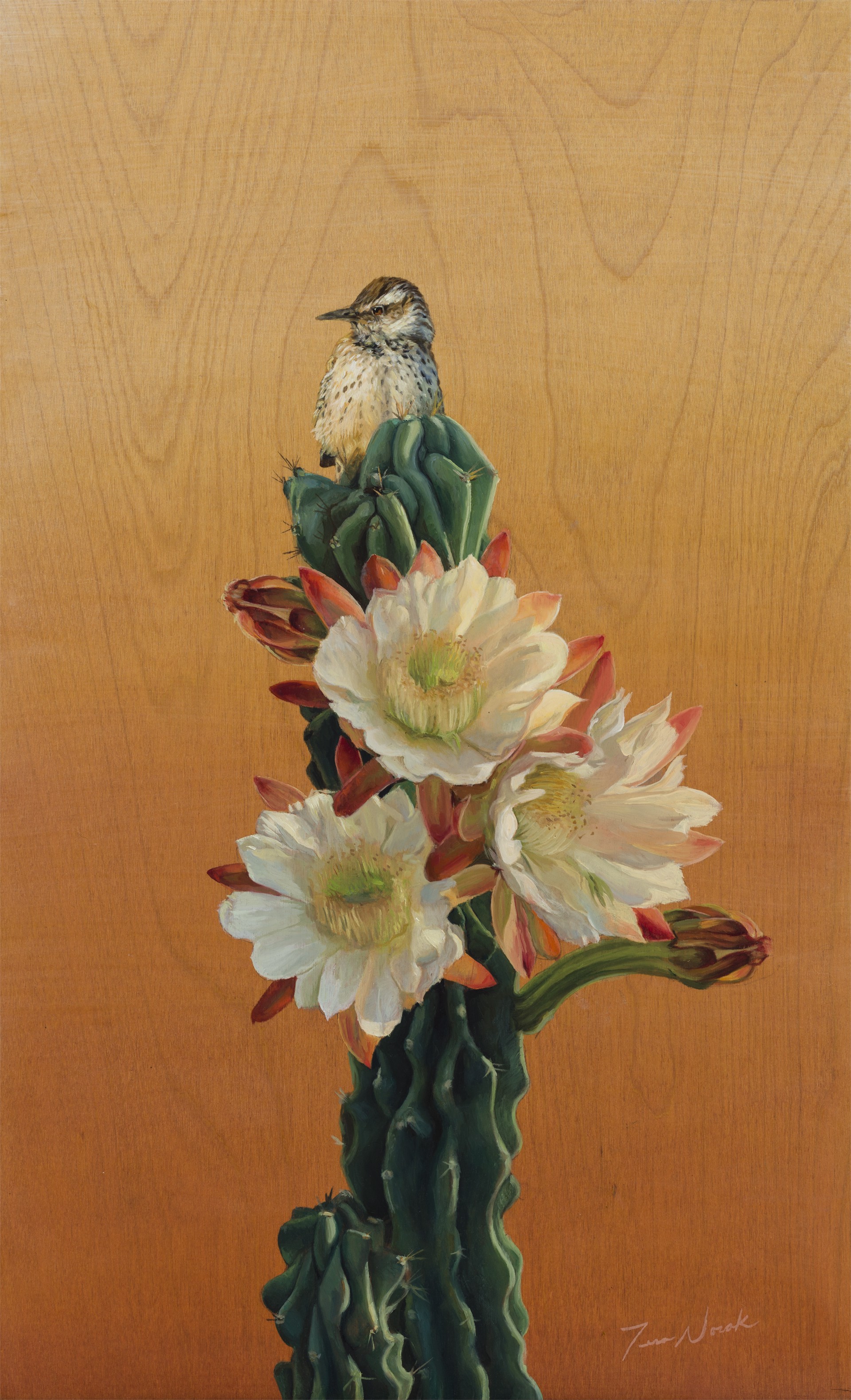 Cactus Wren and Desert Bloom by Terra Novak, 2024