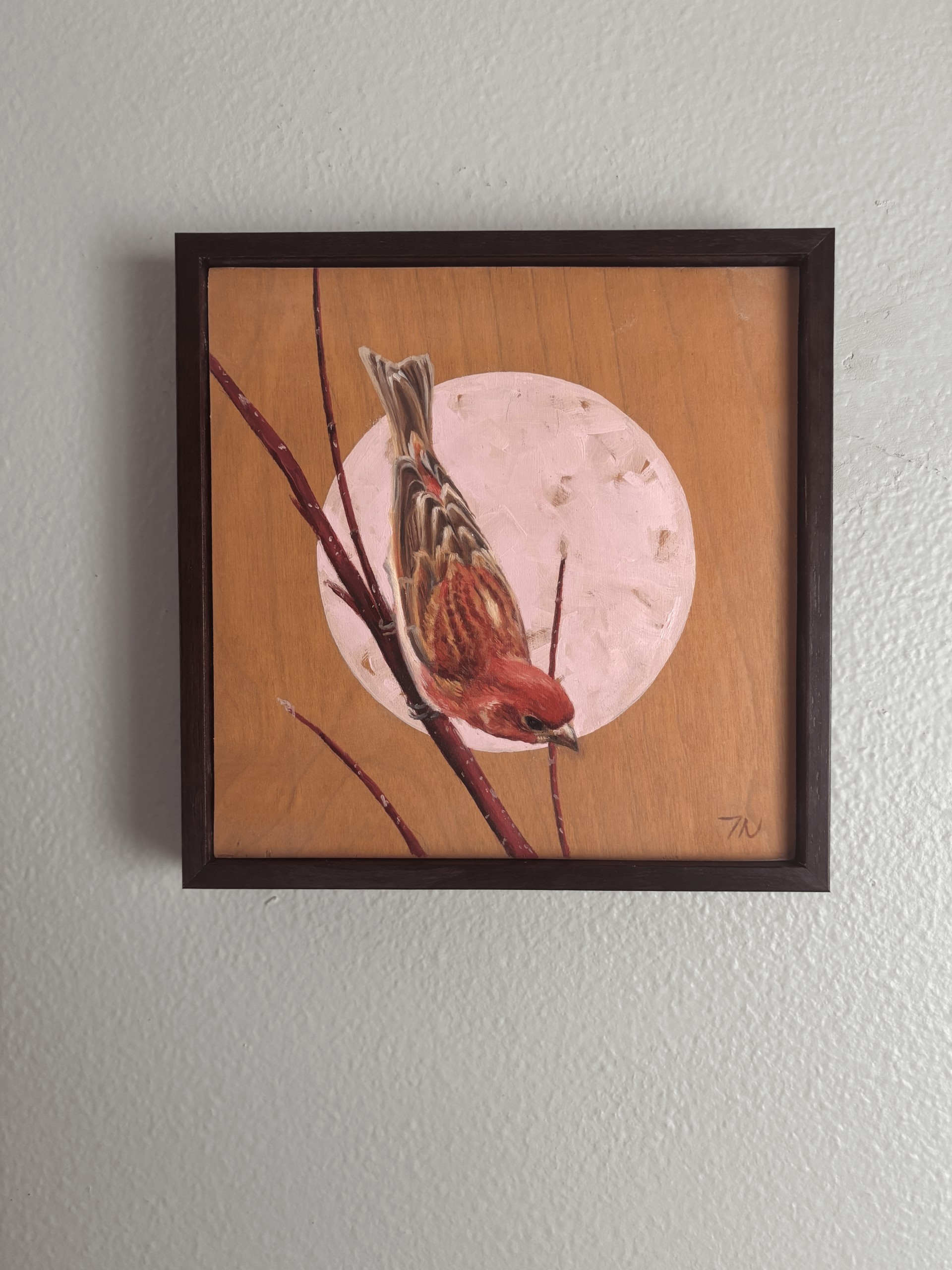 House Finch