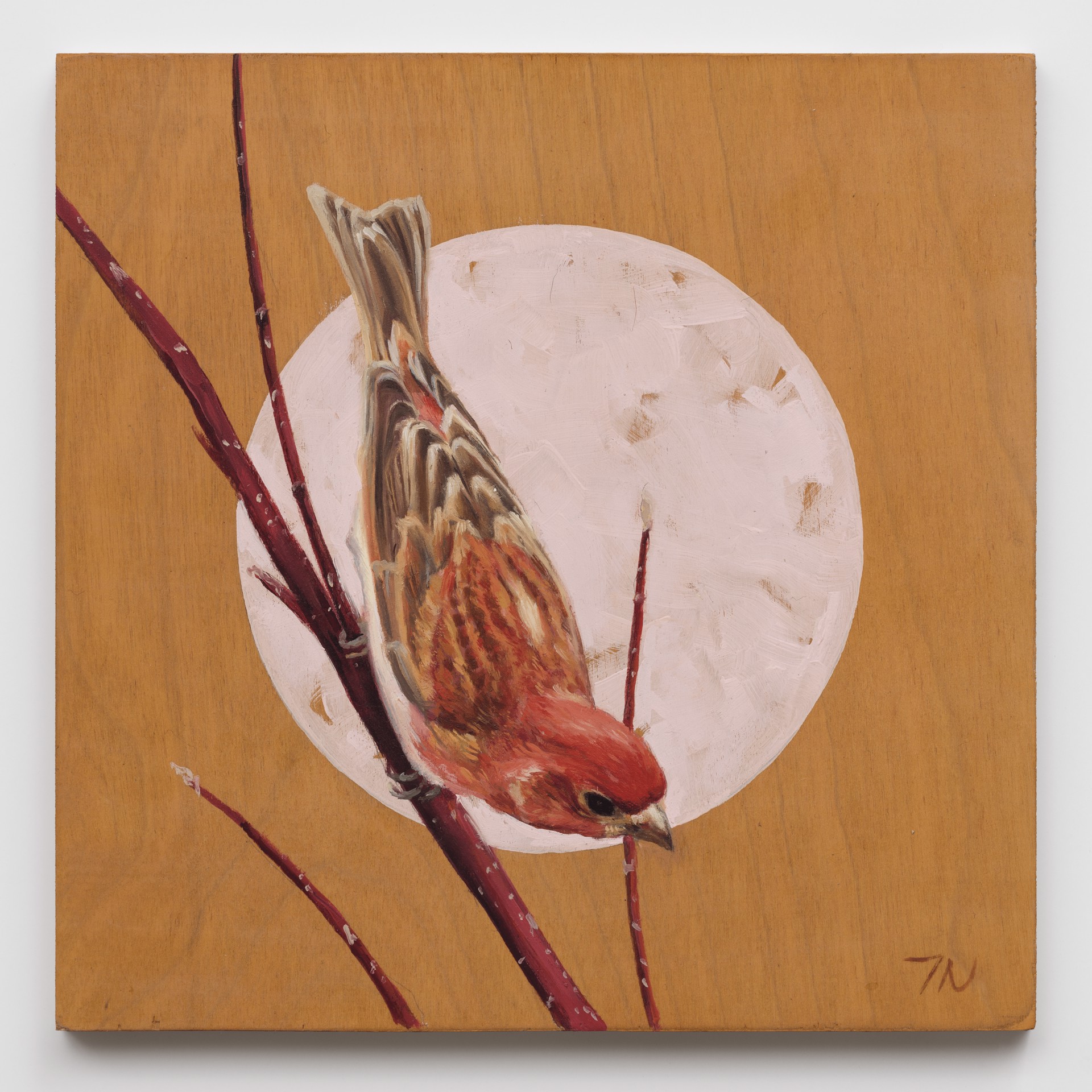 House Finch by Terra Novak, 2024