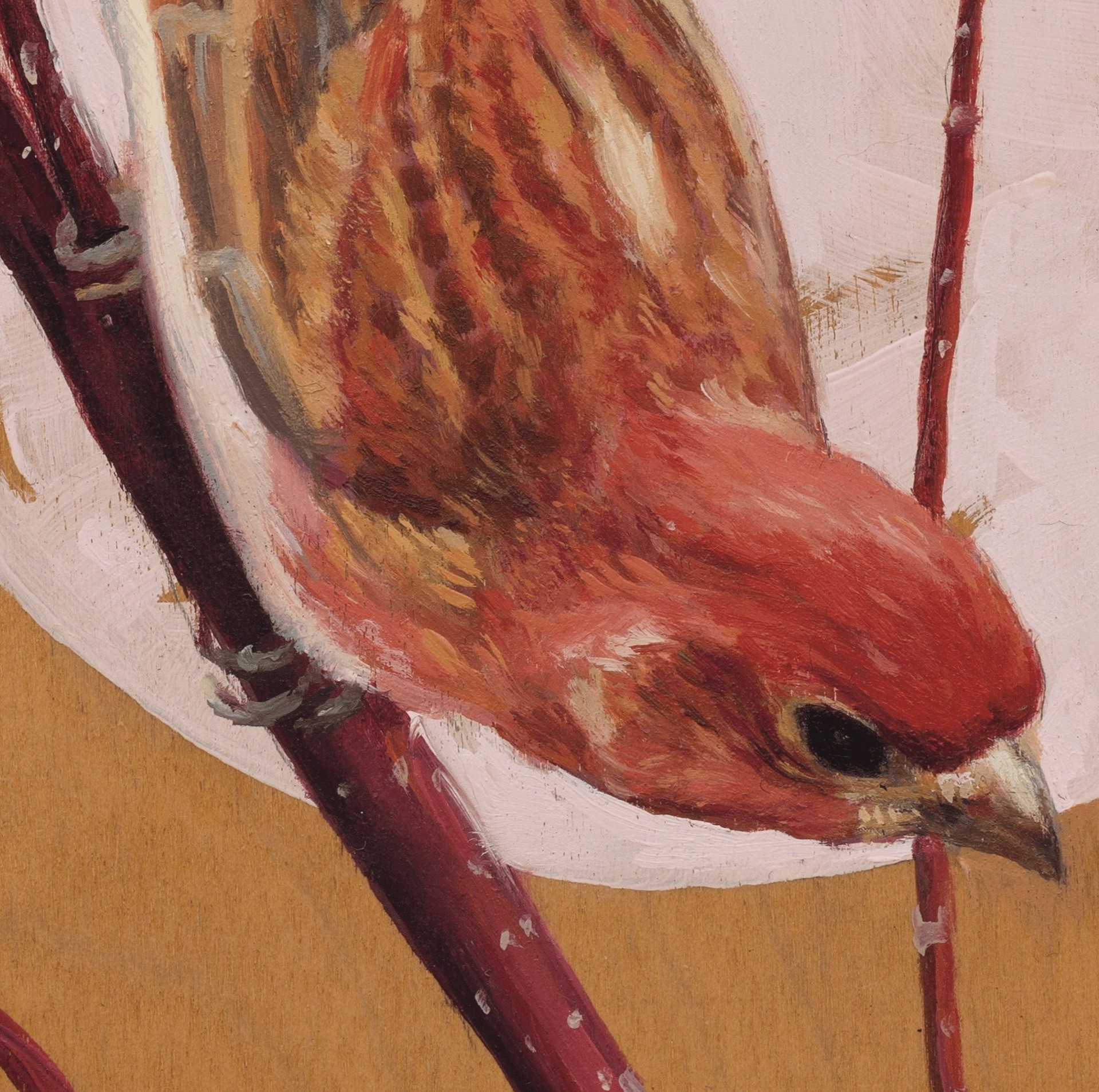 House Finch