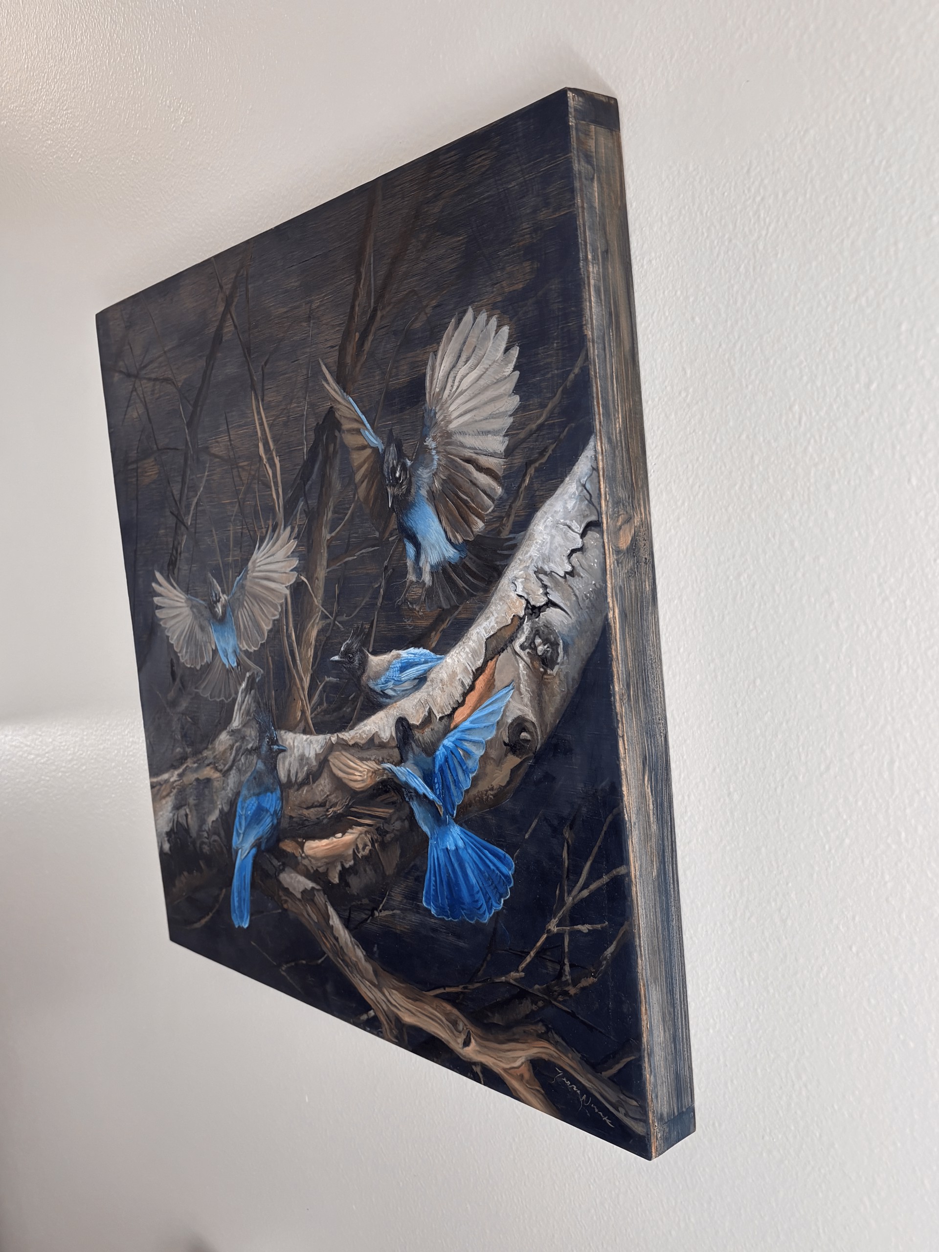 Stellar Jays on Birch